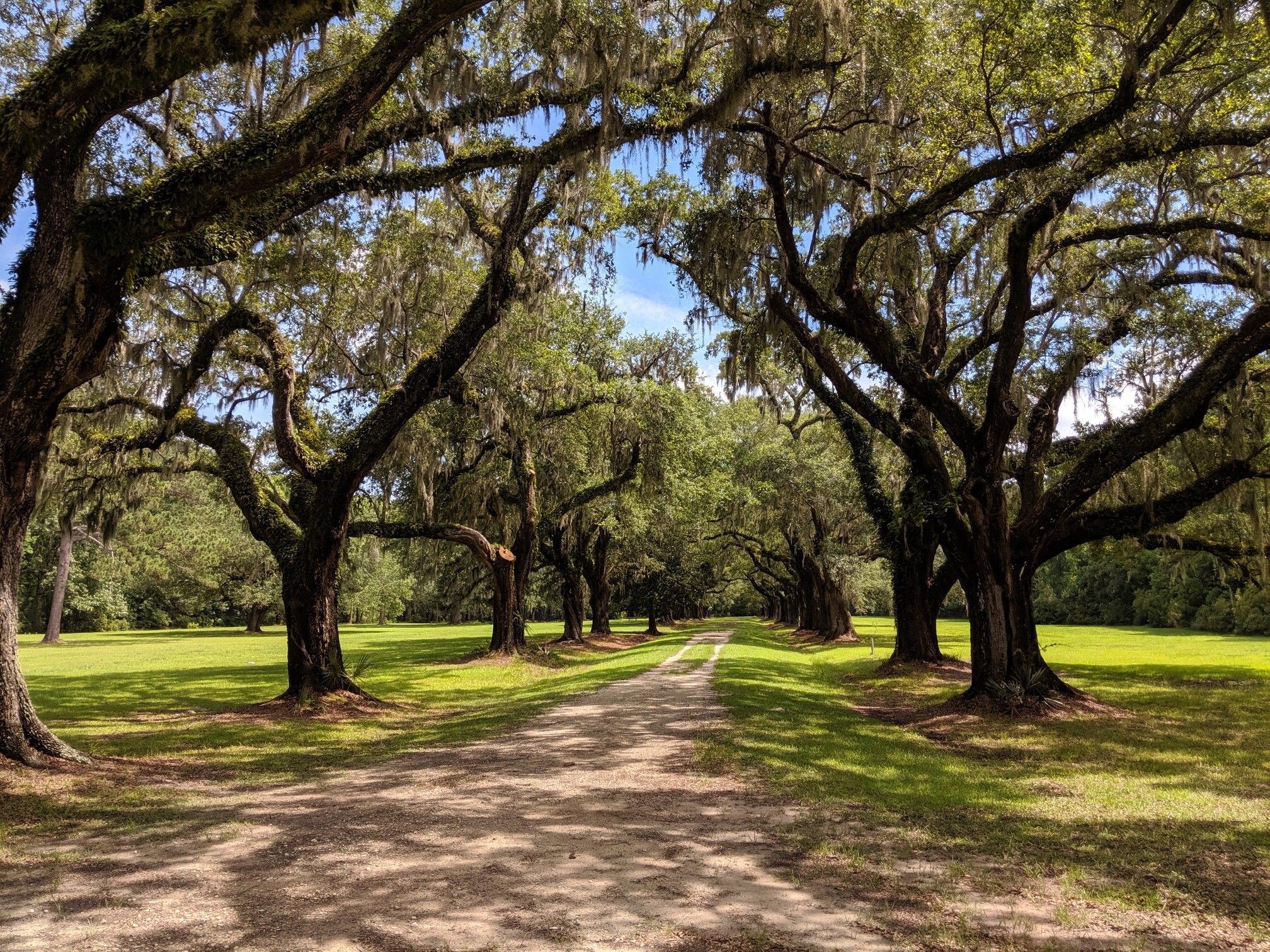 A dirt road lined by ancient, moss-draped trees forming a natural archway. - Laurel Hill County Park loop