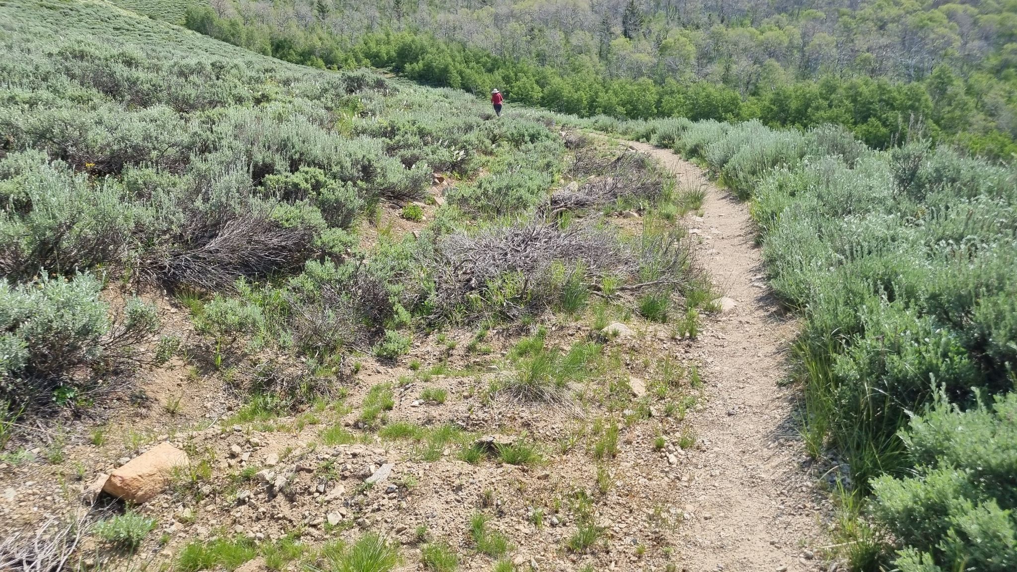 Person walks winding dirt trail through green sagebrush on a sunny day. - Silver Lake