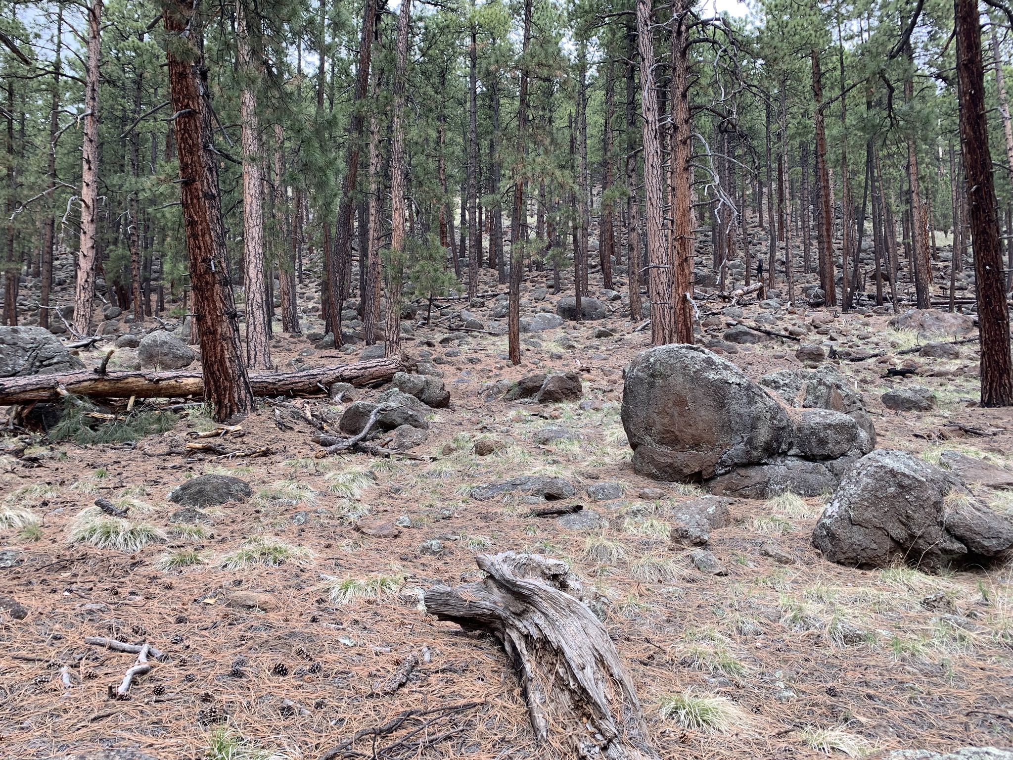A sparse forest floor covered in pine needles, rocks, and tall trees. - Arizona Trail-San Francisco Peaks