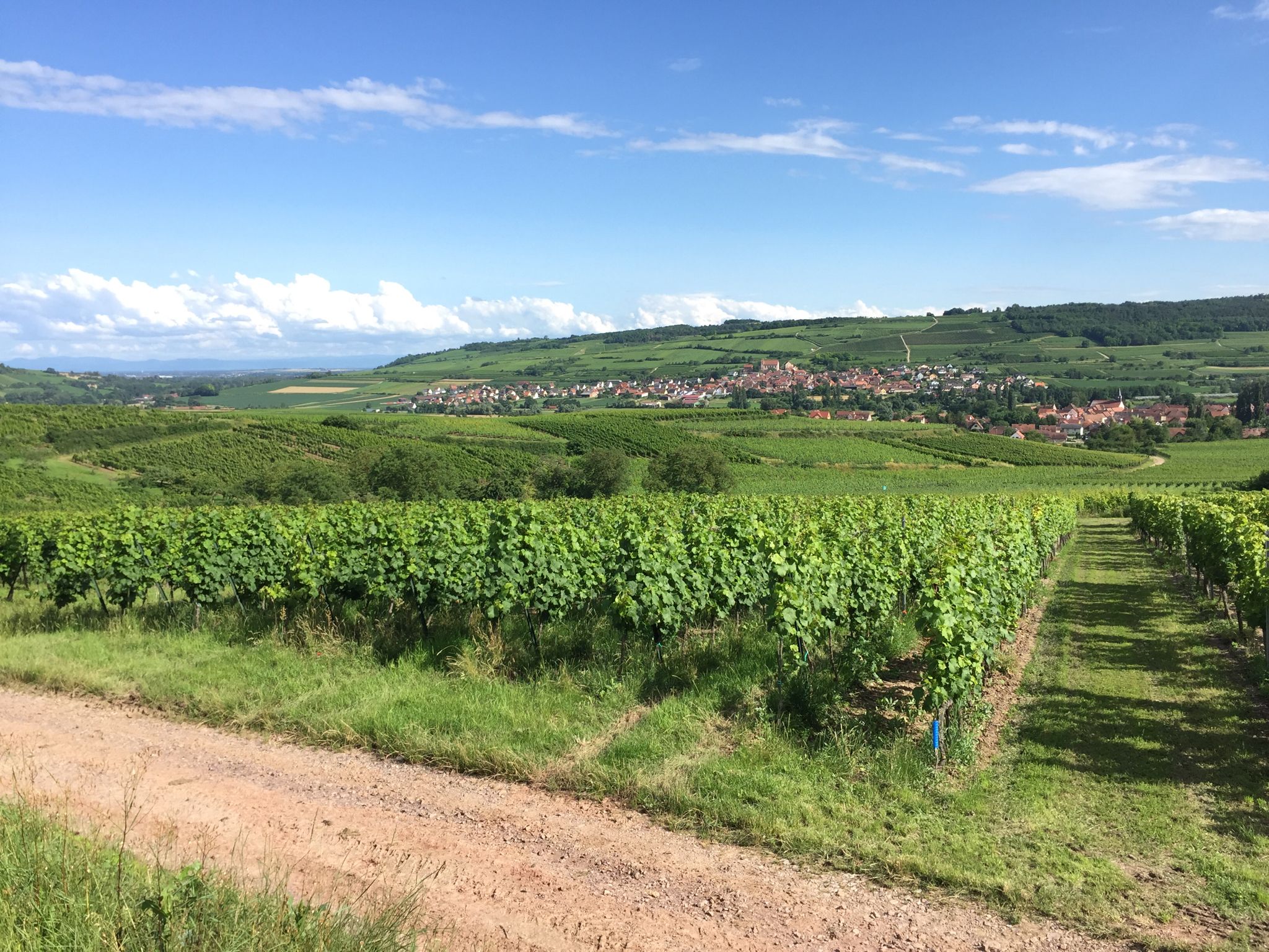 Weinberge, soweit das Auge reicht