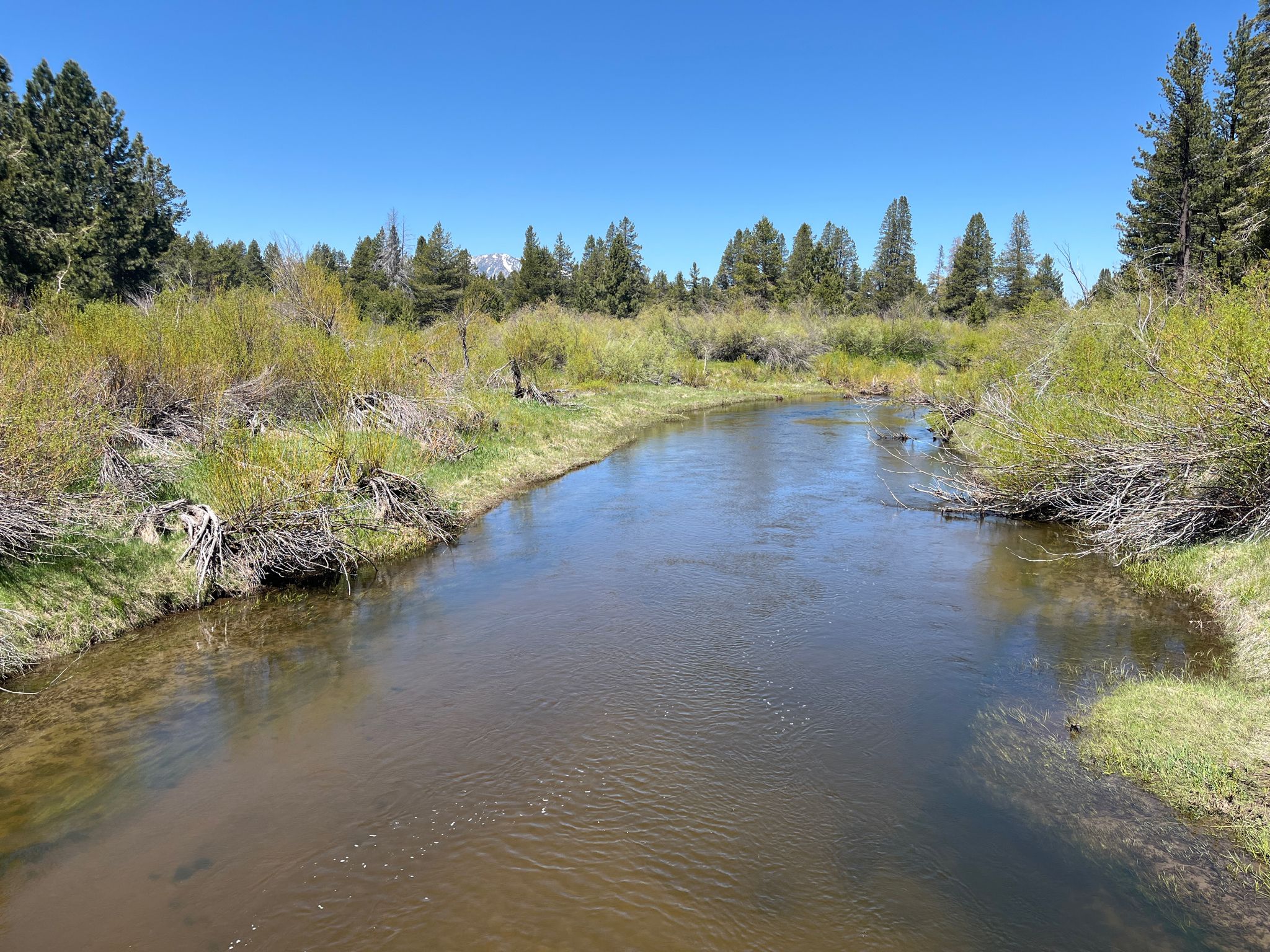 A calm river winds through lush green banks and pine trees on a sunny day. - South Lake Tahoe Beach – Upper Truckee River Bike Path loop from Van Sickle Bi-State Park
