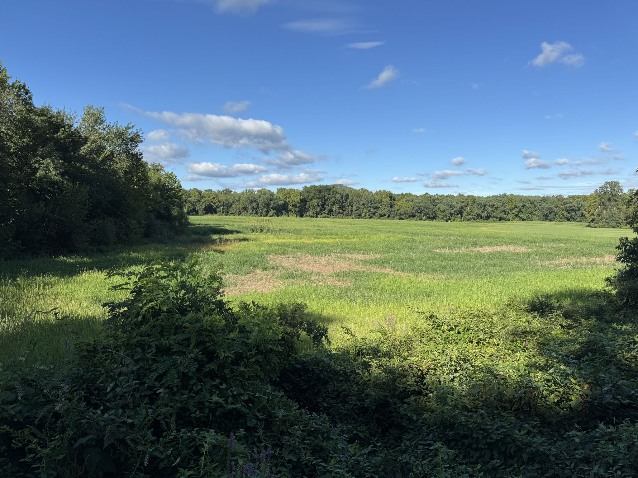 Expansive green field surrounded by dense forest under a blue sky. - Schuylkill River Trail – Schuylkill River Trail loop from Reading