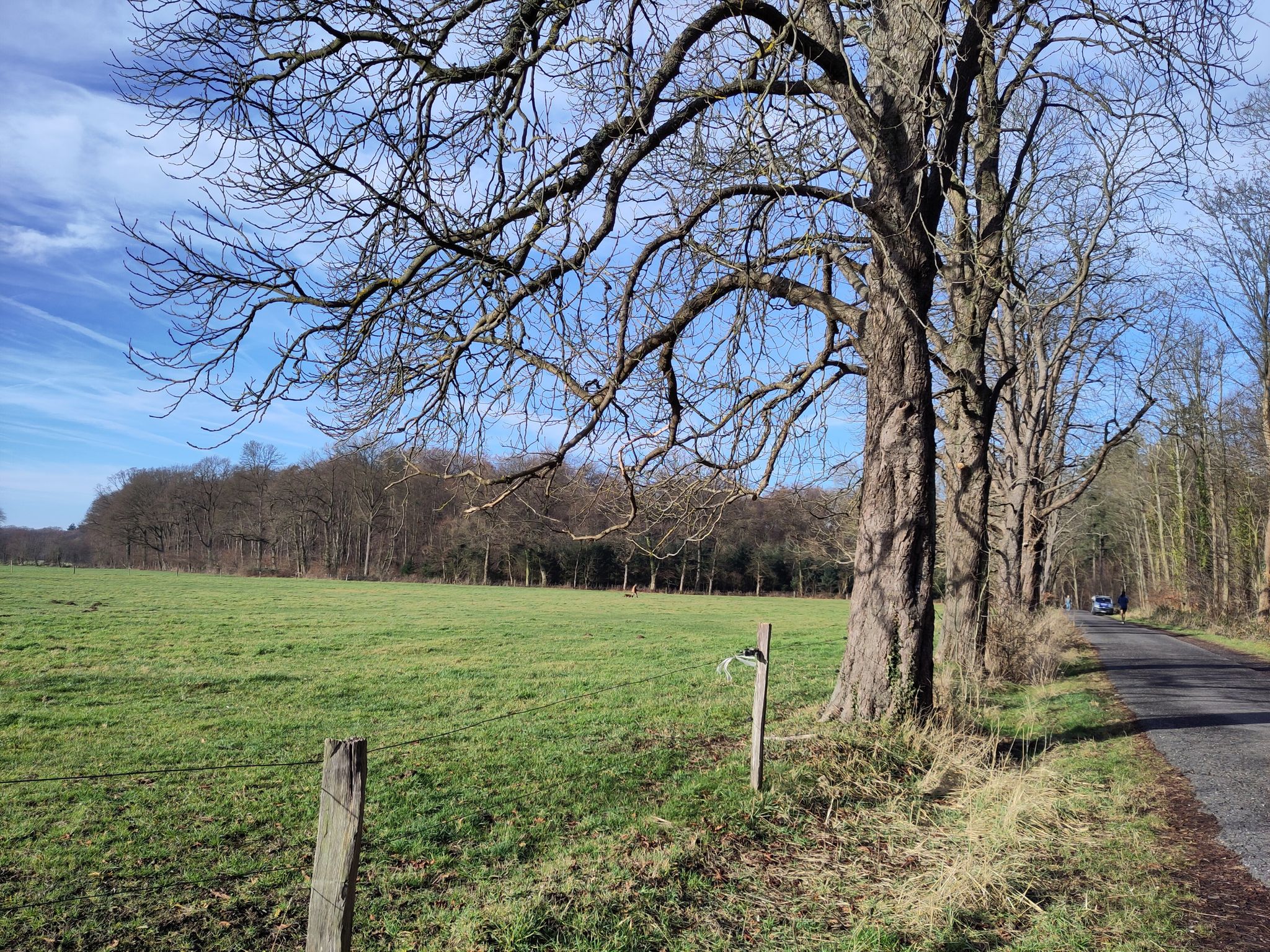 Kastanienreihe am Annaberger Hof