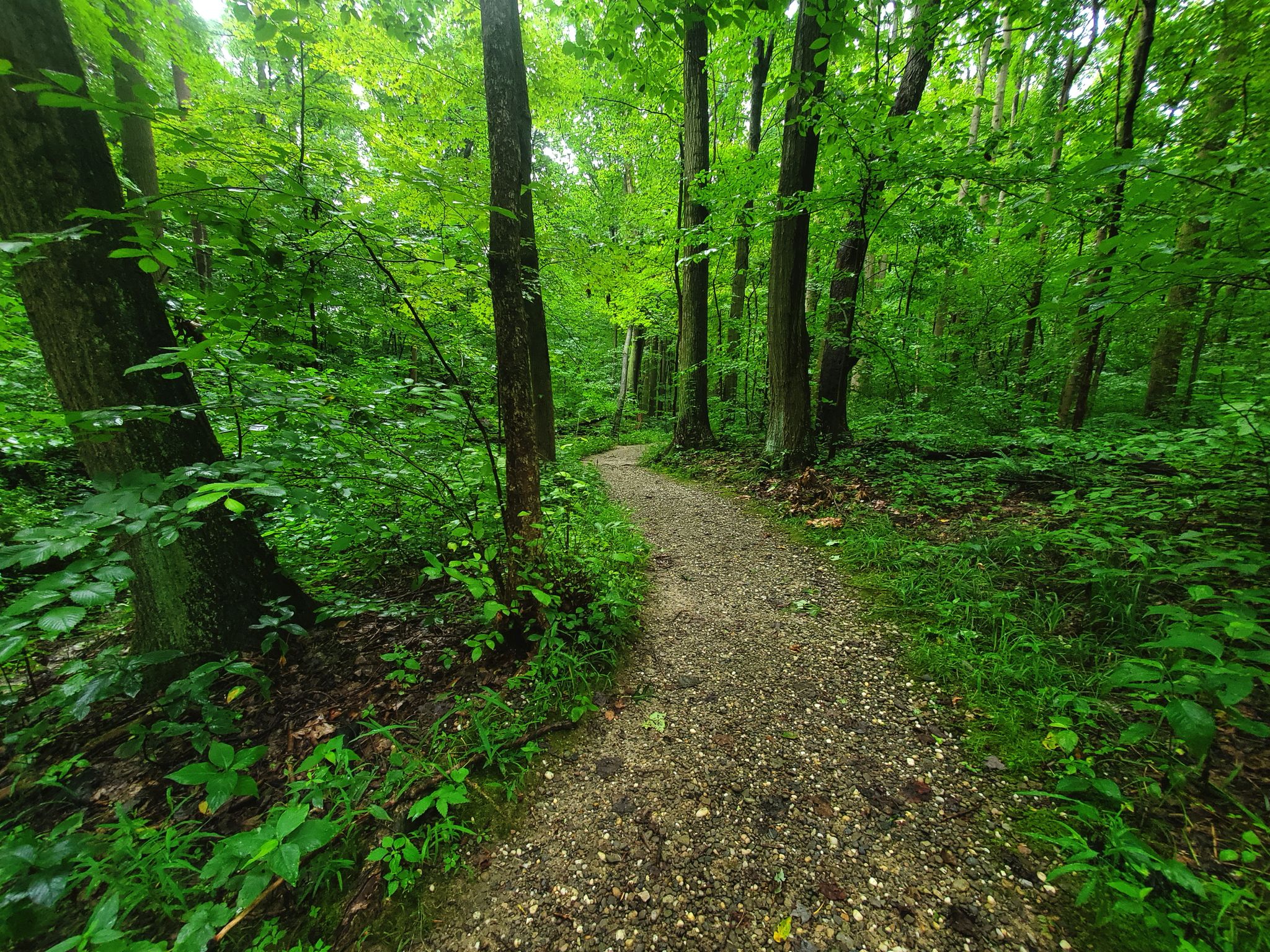 Gravel path winding through a lush, vibrant green forest on an overcast day. - Oak Hill and Plateau Trail Loop