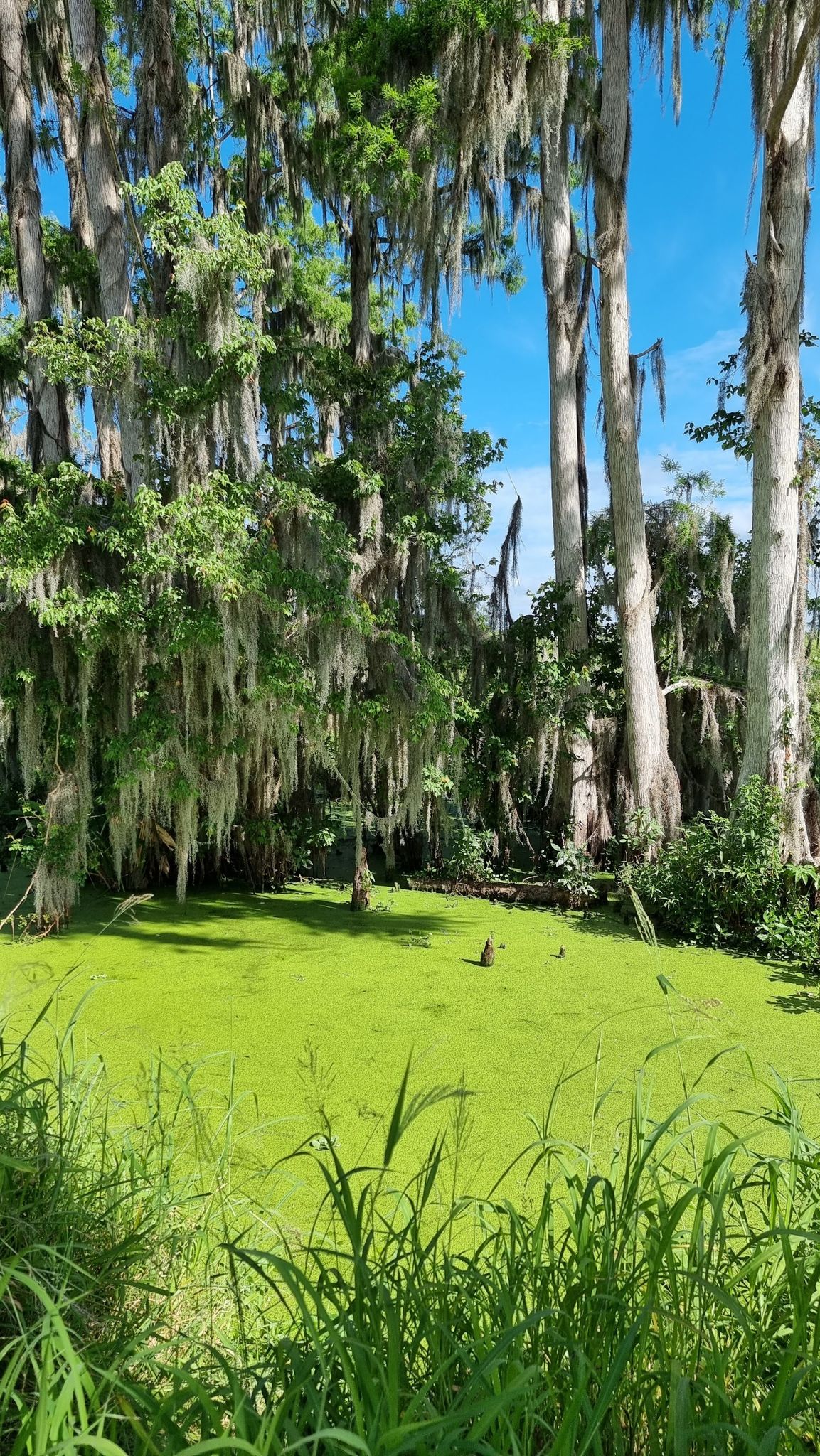 A vibrant green algae-covered pond surrounded by tall moss-draped trees. - Alligator Alley Loop