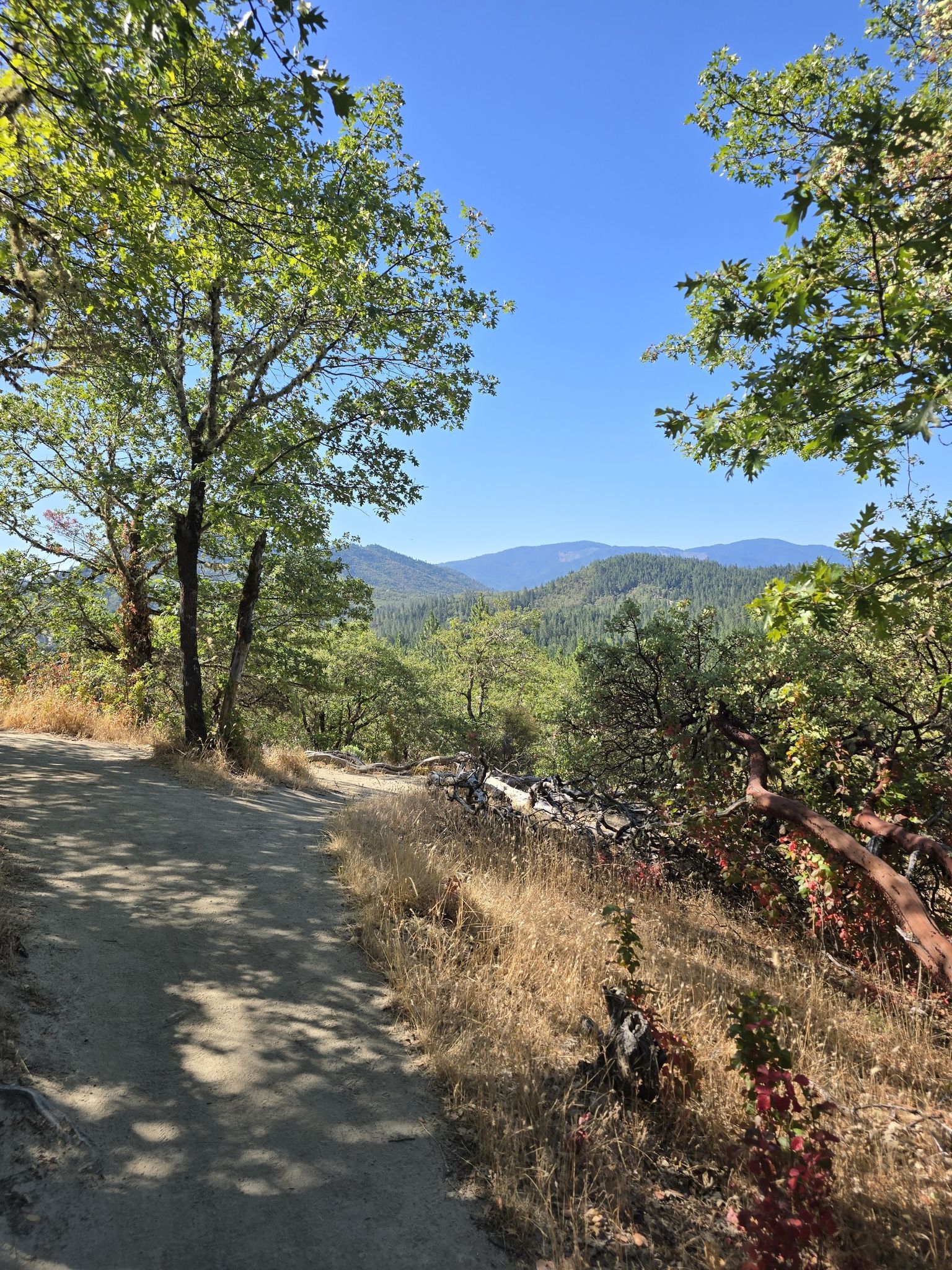 Sunny dirt path winding through trees with distant mountain views. - Car loop from Cathedral Hills