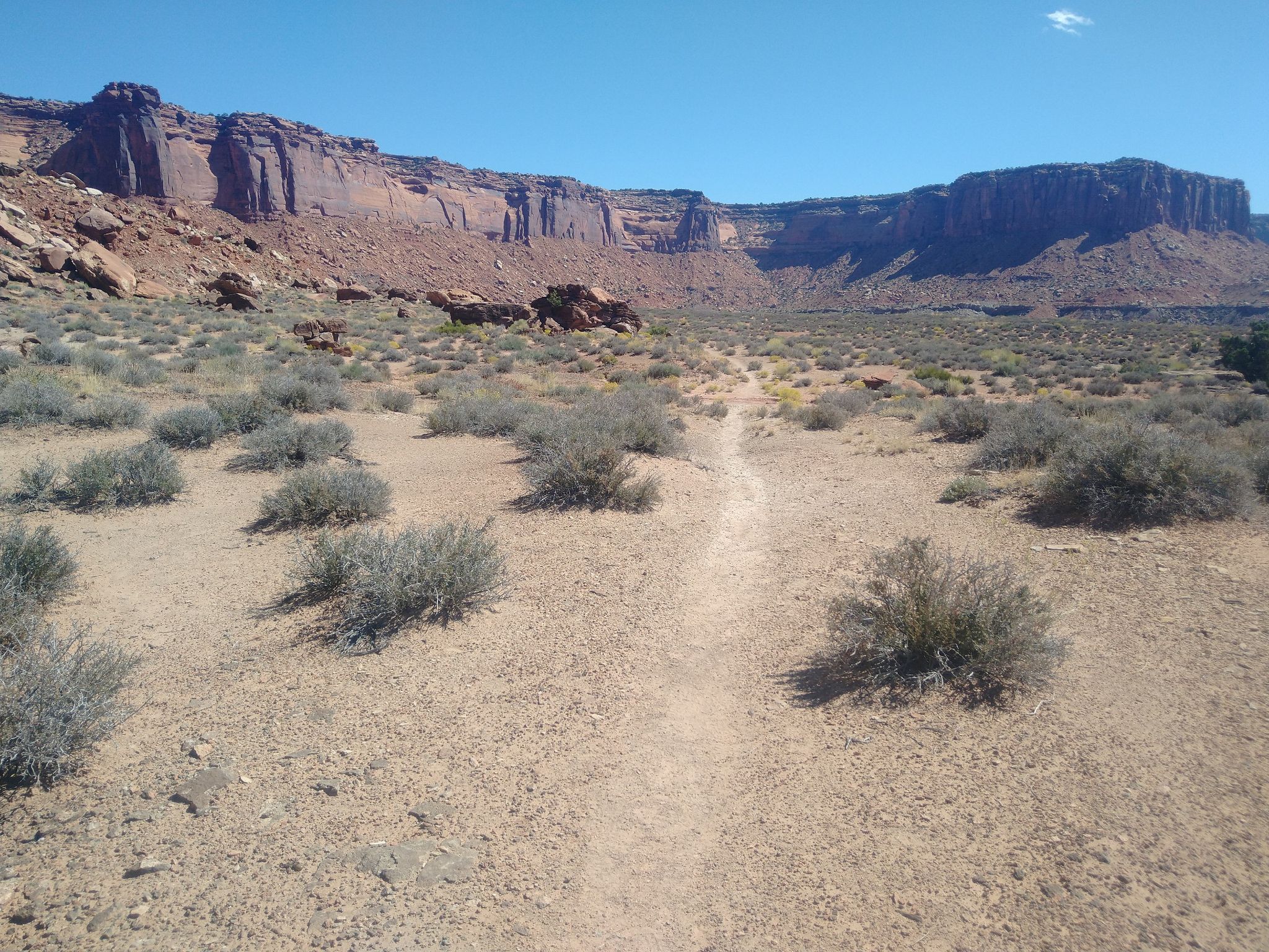Sandy desert path winding through low bushes towards distant red cliffs. - Murphy Trail Loop