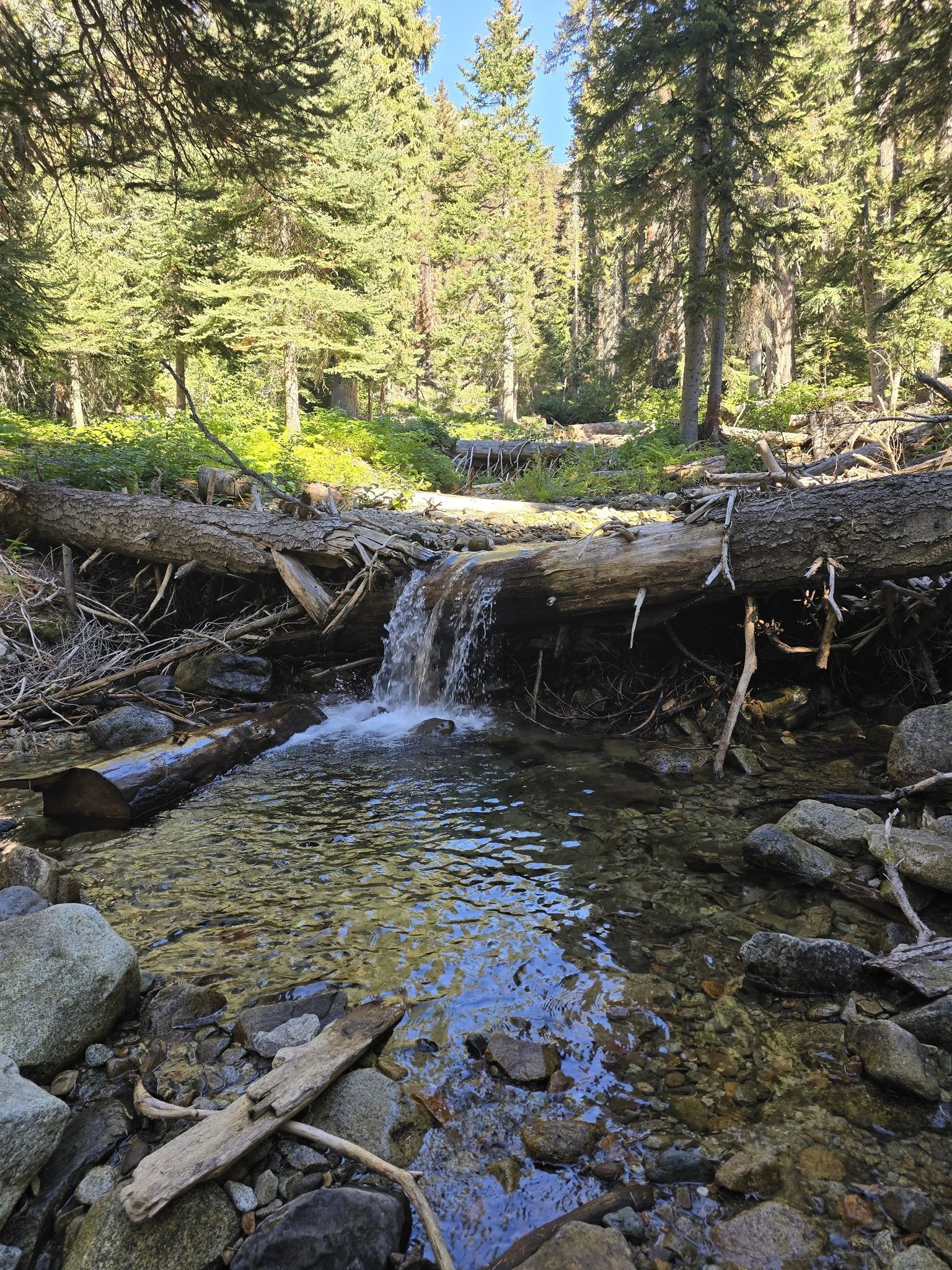 Sunny forest stream with a small waterfall over fallen logs and rocks. - Twisp Pass Trail