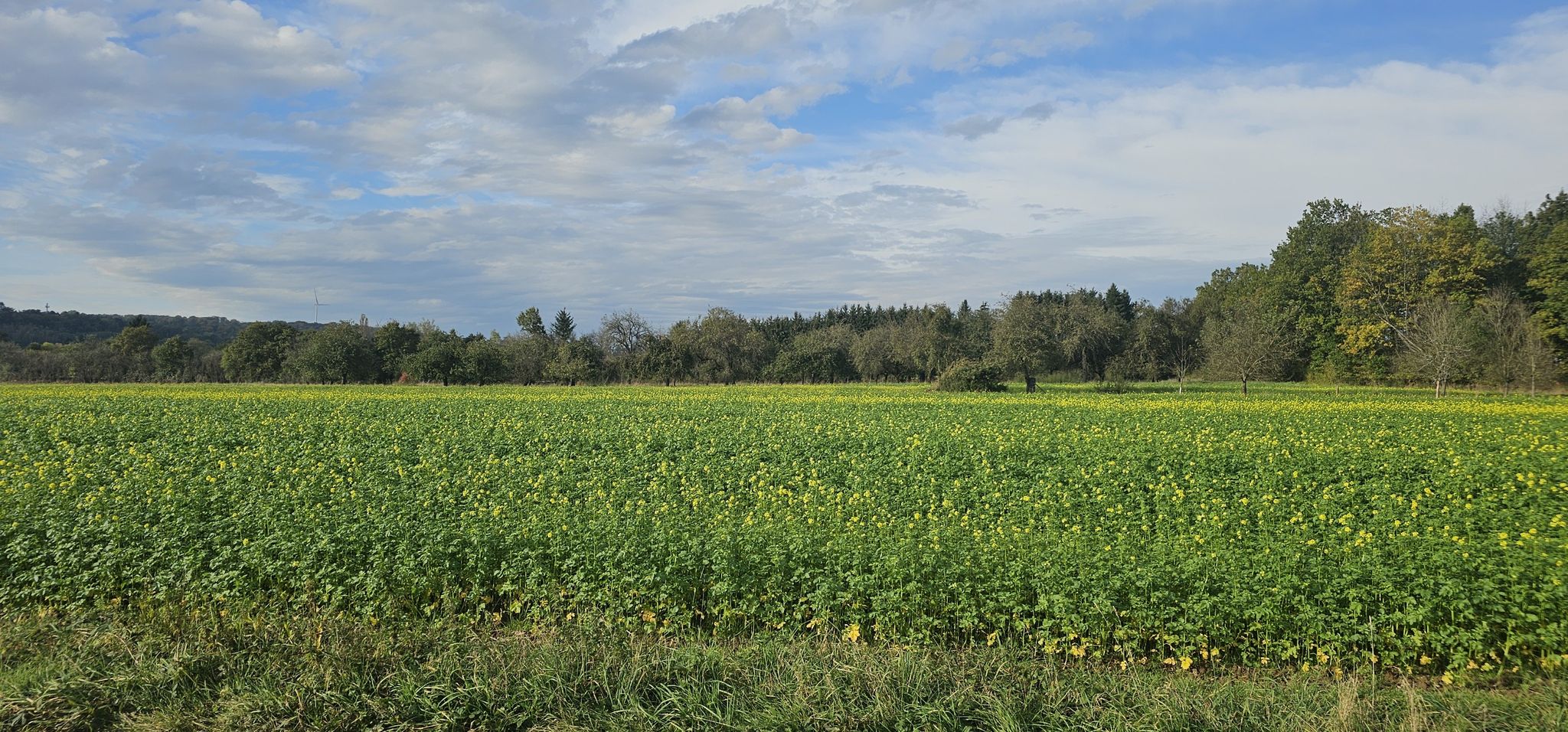 schön