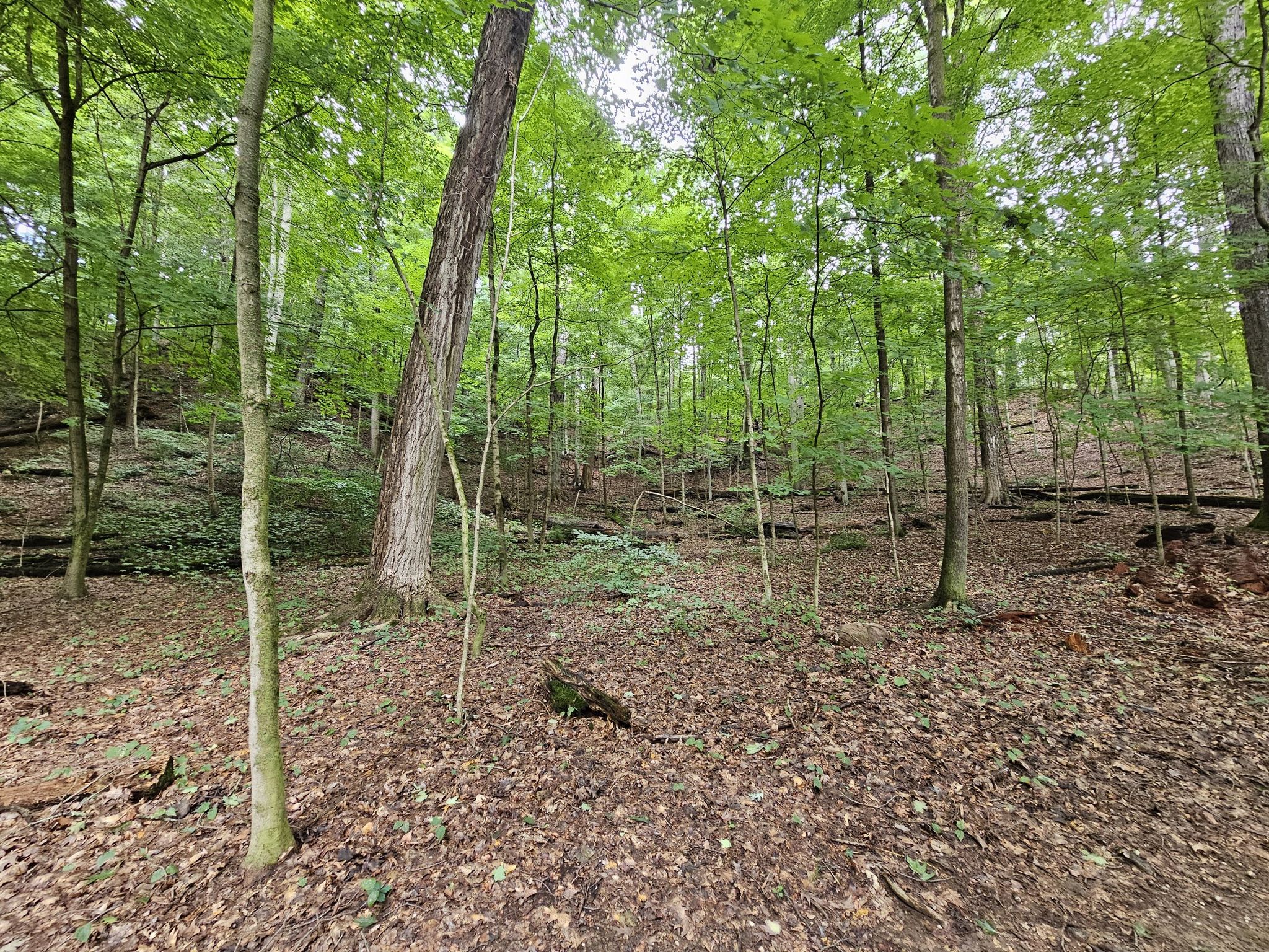 A dense forest with tall green trees and a leafy ground, dappled light. - Mingo Trail loop from Bathcrest