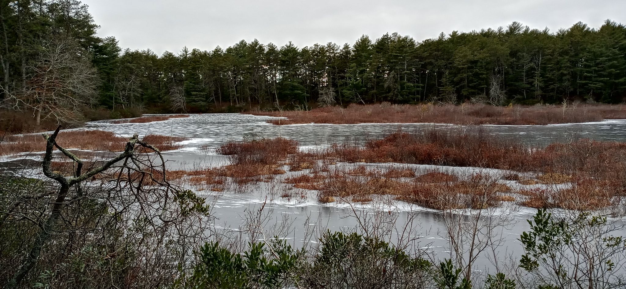 Partially frozen pond with brown marsh grass and evergreen trees under an overcast sky. - East Head Pond – East Head Pond loop from East Head Pond