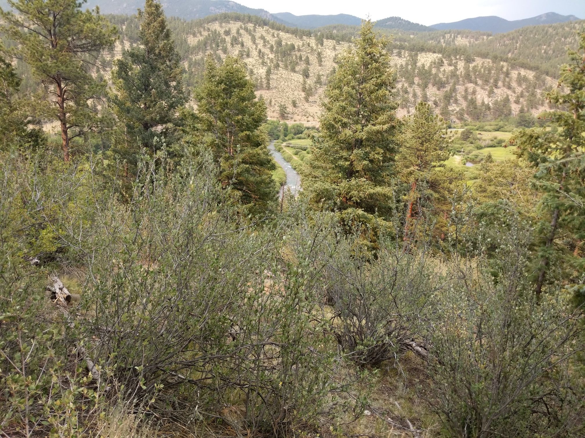 Dense forest and bushes overlook a winding river in a valley with distant mountains. - Ben Tyler Trail