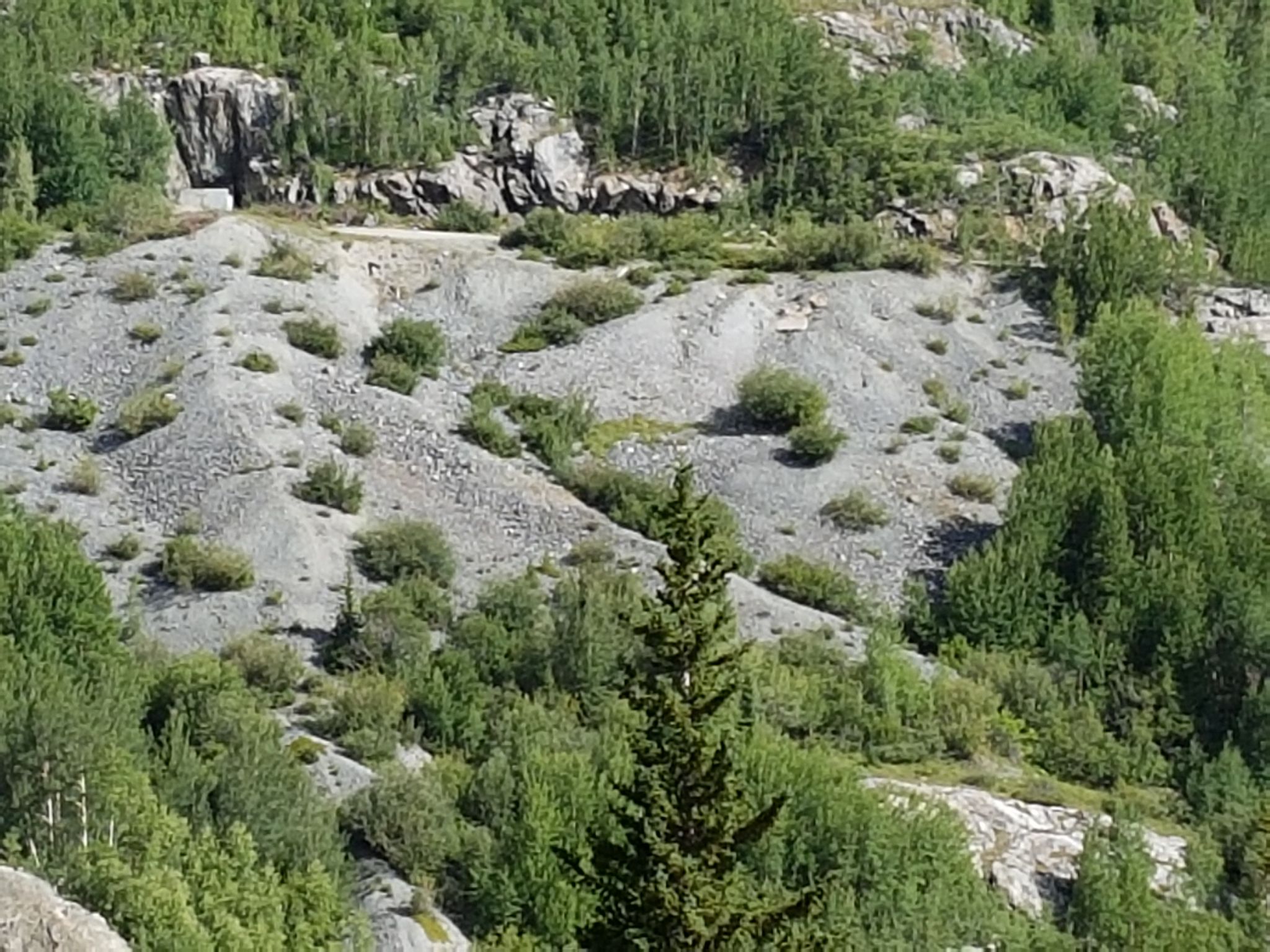 A rocky, barren hillside with scattered green trees and bushes under bright daylight. - McCullough Gulch Road
