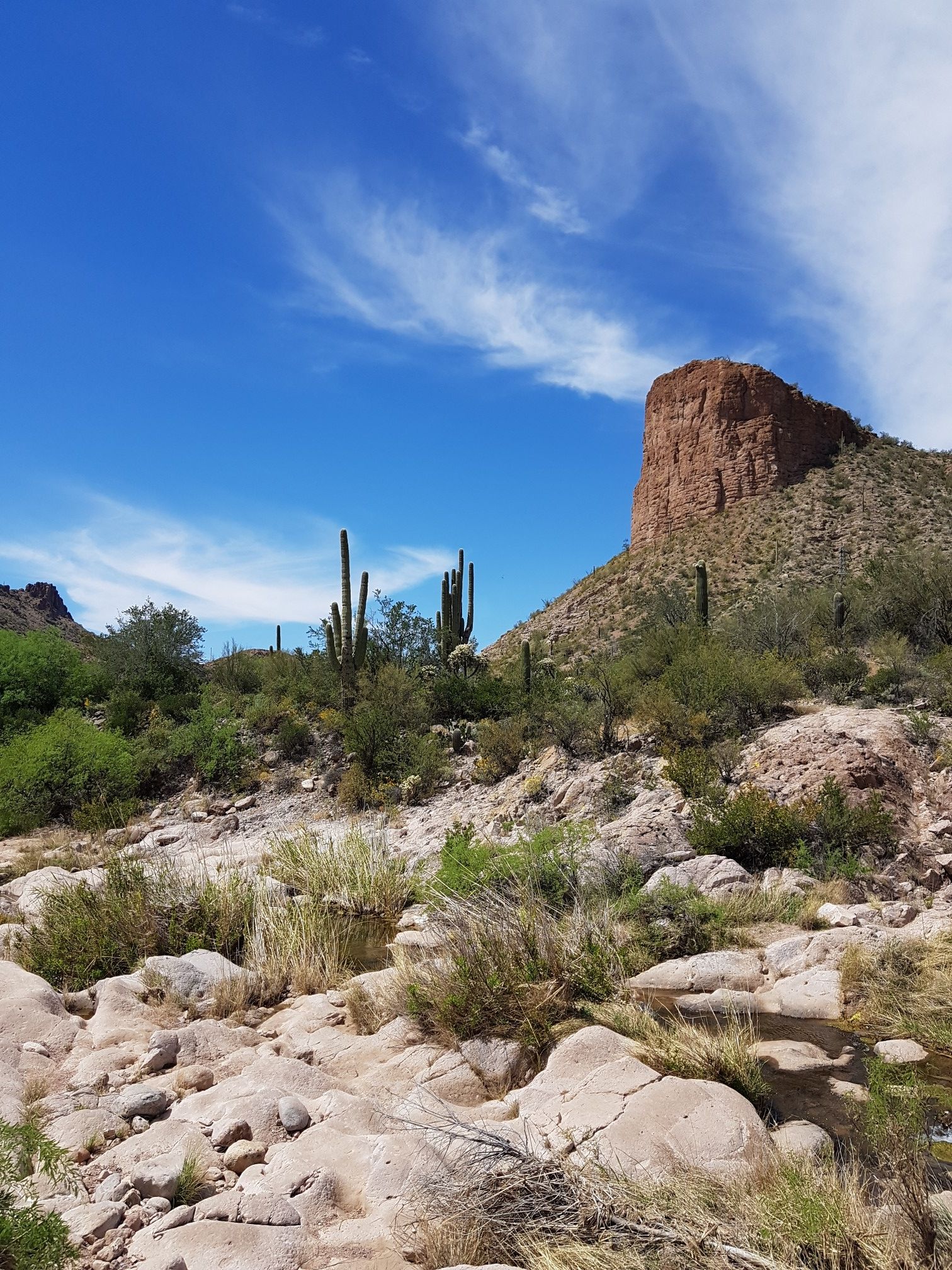 Towering red rock formation and saguaro cacti in a sunny, rocky desert. - Turkey Creek Trail #92