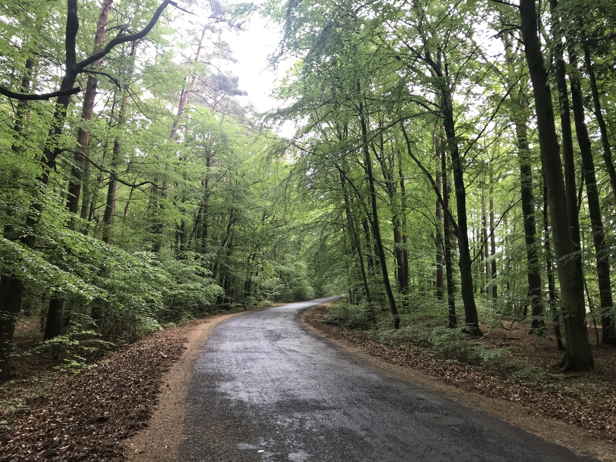Landstraße durch den Wald