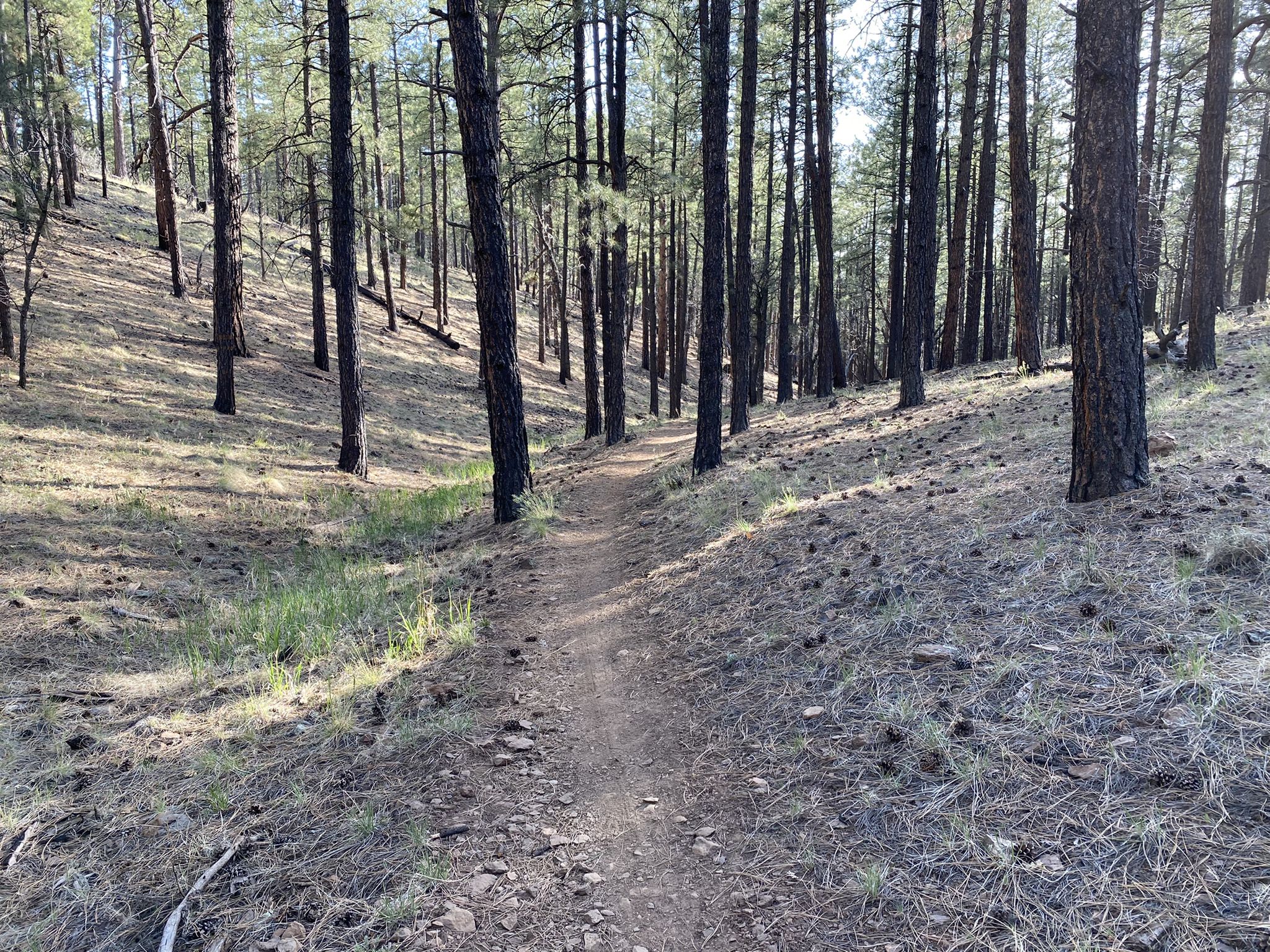 A narrow dirt trail winds through a sunlit pine forest with dry ground. - Mars Hill and Tunnel Springs Loop