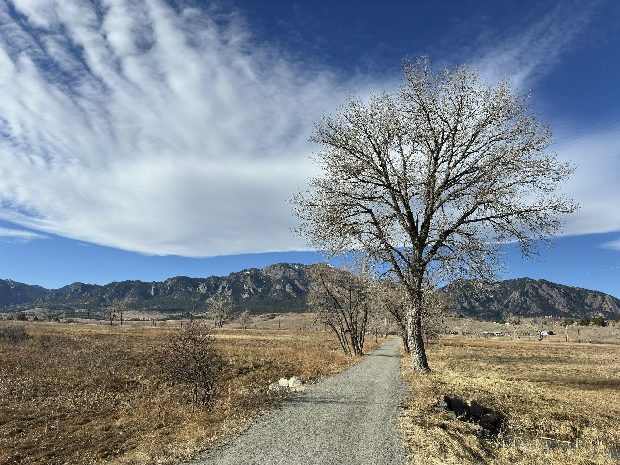 Bare tree next to a gravel path, dry field, and distant mountains. - Bear Creek Greenway – Centennial Trail loop from National Center for Atmospheric Research