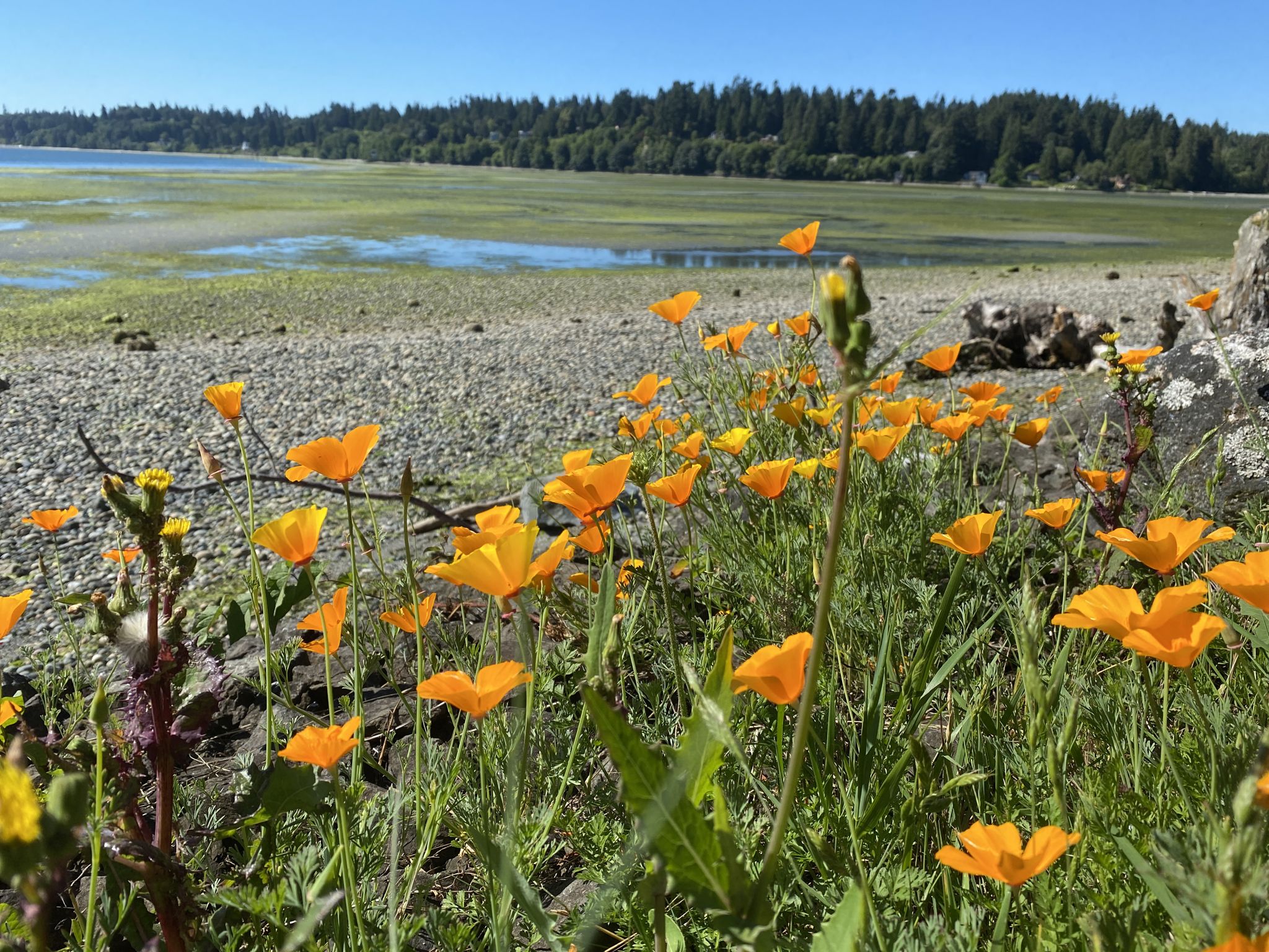 Bright orange poppies in foreground, tidal flat and forest under blue sky. - Chilly Hilly loop