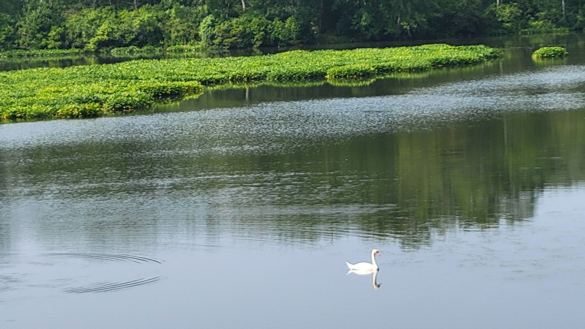 A white swan glides on a calm river with green vegetation beyond. - Along the Blackstone River – Blackstone River Bikeway loop from Slatersville