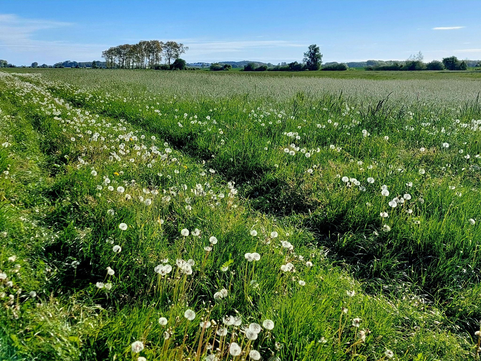 In meinem Garten bitte nicht - aber hier machen sich die Pusteblumen doch ganz hübsch