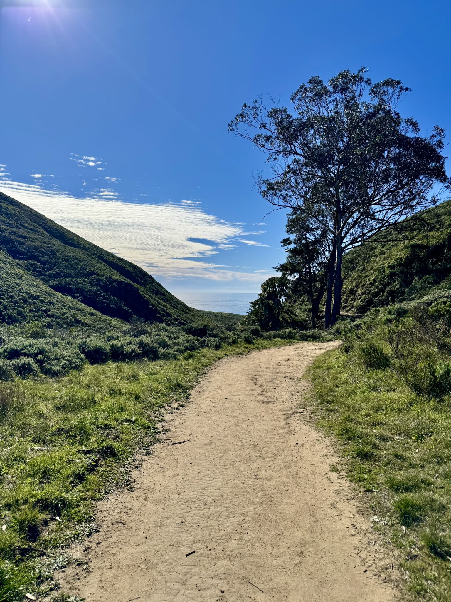 Dirt path through green hills with a large tree and distant ocean view. - Harmony Headlands State Park loop from Harmony Headlands State Park