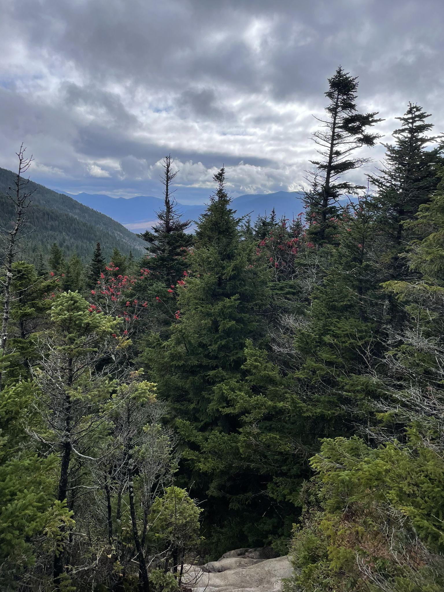 Dense evergreen forest with distant mountains visible under a cloudy sky. - South Twin Mountain – Mount Garfield loop from Galehead Mountain