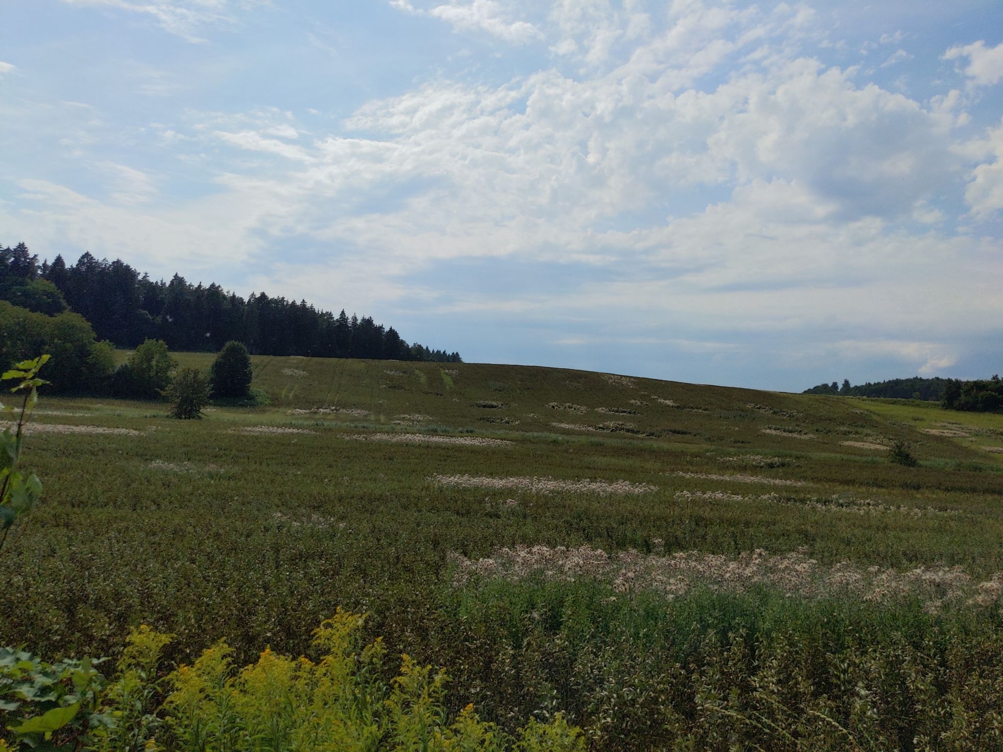 Pusteblumenfeld hinterm Affenberg Salem