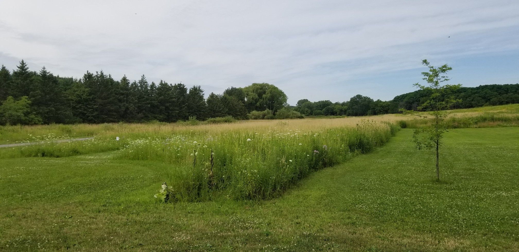 Expansive field of tall grass and wildflowers under a partly cloudy sky, bordered by trees. - Capital City, E-Way, and Baxter Park Loop