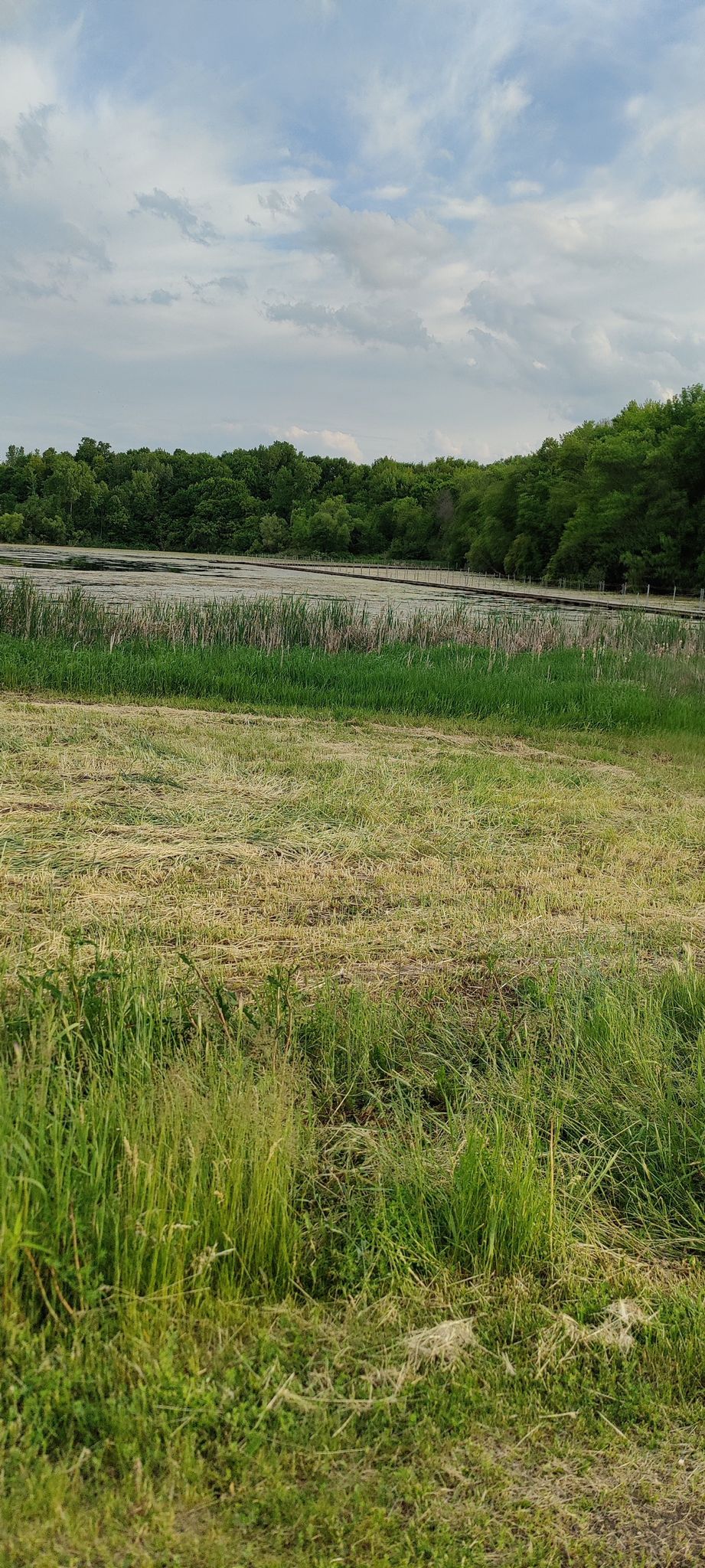 Grassy field with tall reeds and a distant lake under a cloudy sky. - Big Woods and Eagle Creek Regional Trails Loop