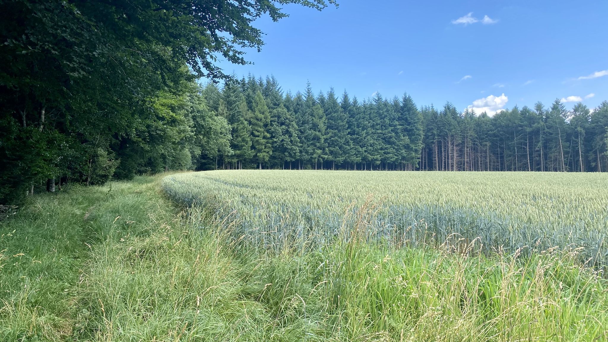 Wiesenweg