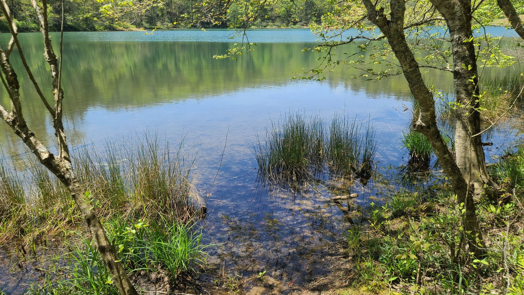 Clear lake with reflections, tall green grass in the foreground, sunny day. - Blackrock Mountain Waterfall Trail