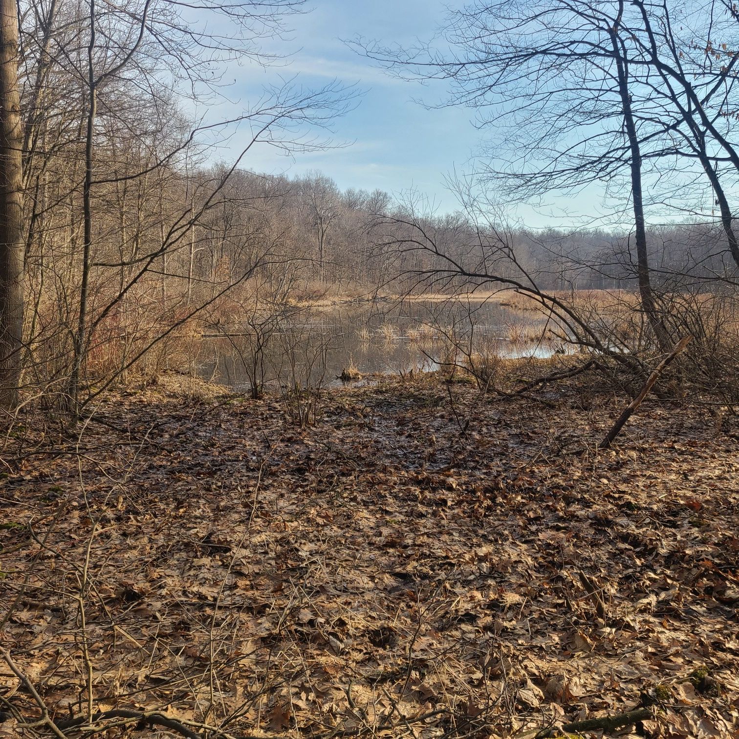 View of a calm lake through bare trees and fallen leaves under a bright sky. - Hiking loop from Shelter 2