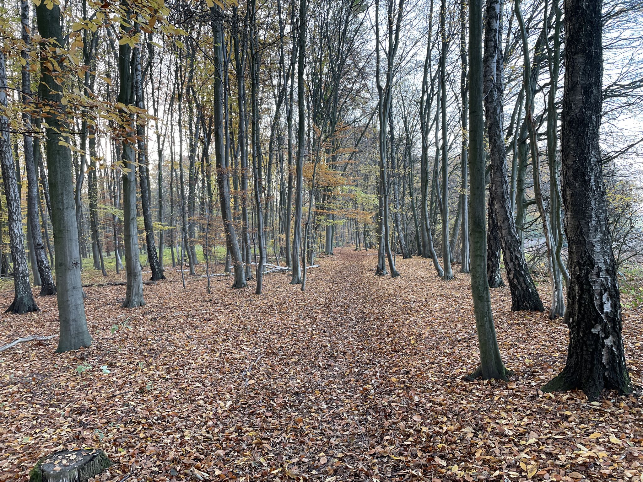 Herbst
