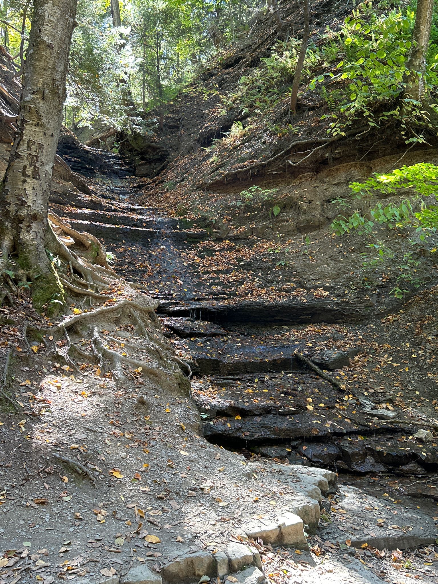 Sunlit, dry streambed with exposed rock layers, tree roots, and fallen leaves. - Eternal Flame Trail