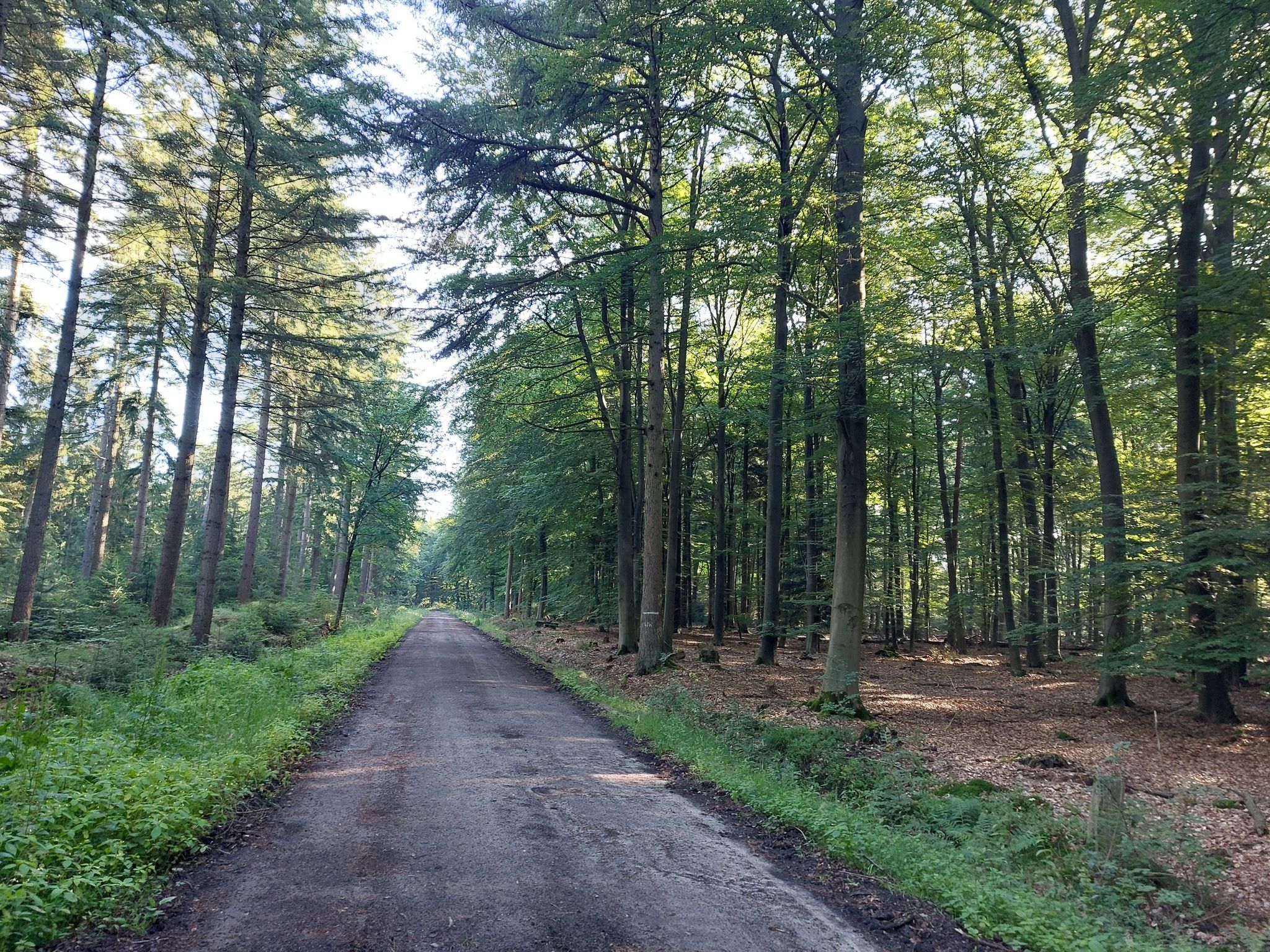 Irgendwo mitten im Wald!