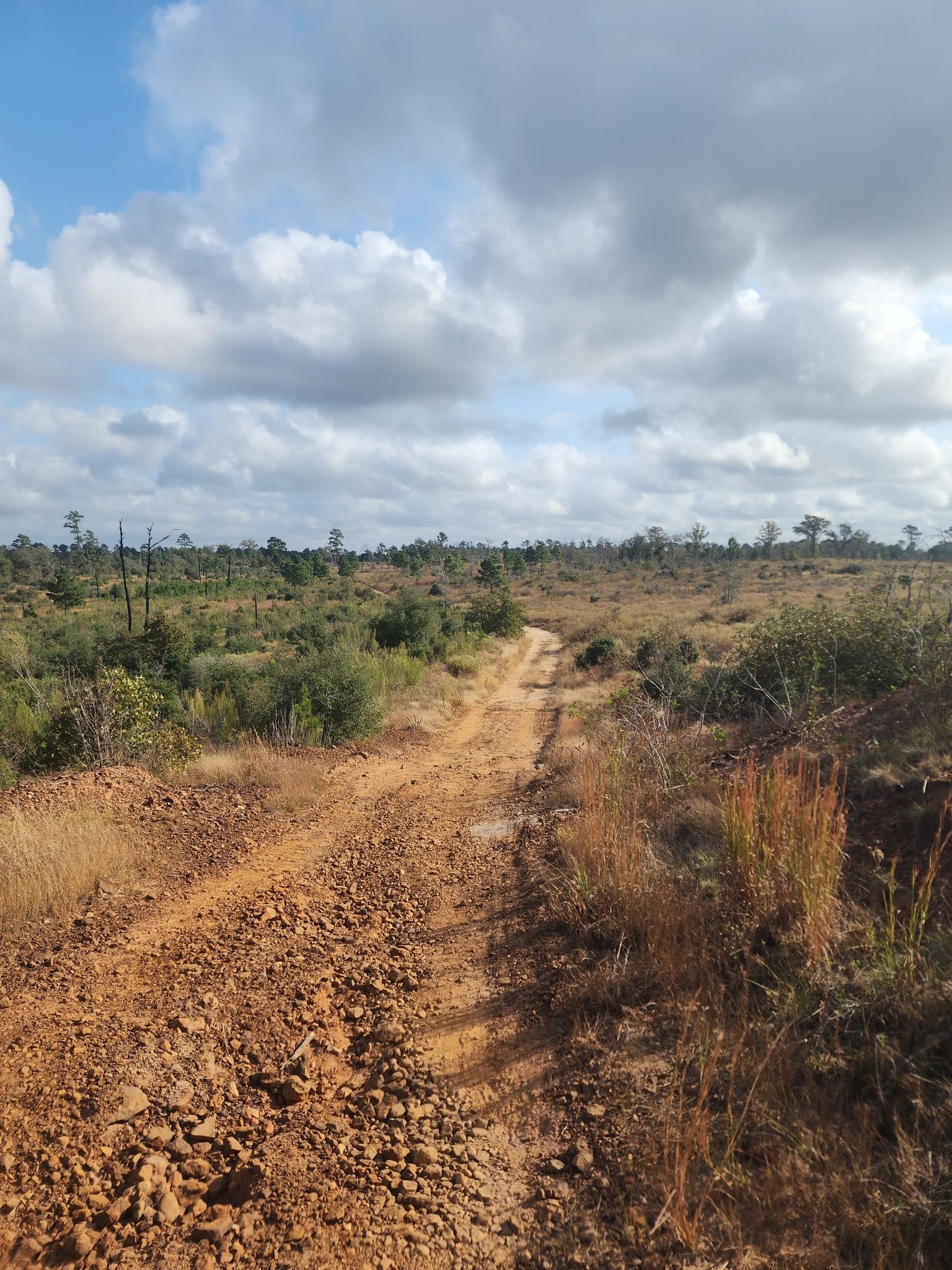 A wide, reddish dirt road winds through a brushy, open landscape. - Bastrop State Park loop from Refectory