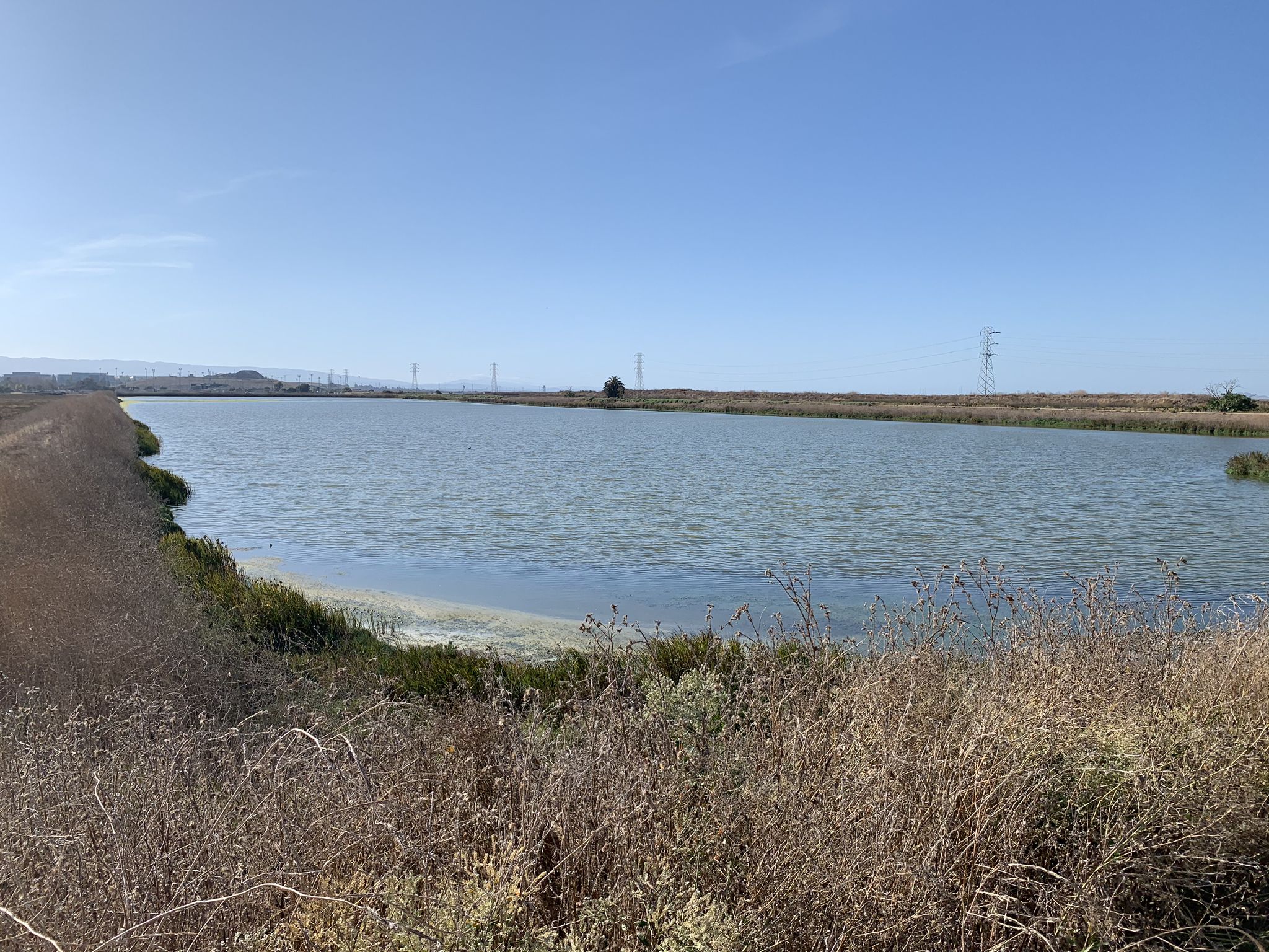 Large calm water body surrounded by dry reeds under a clear blue sky. - San Francisco Bay Trail at Sunnyvale Baylands Park