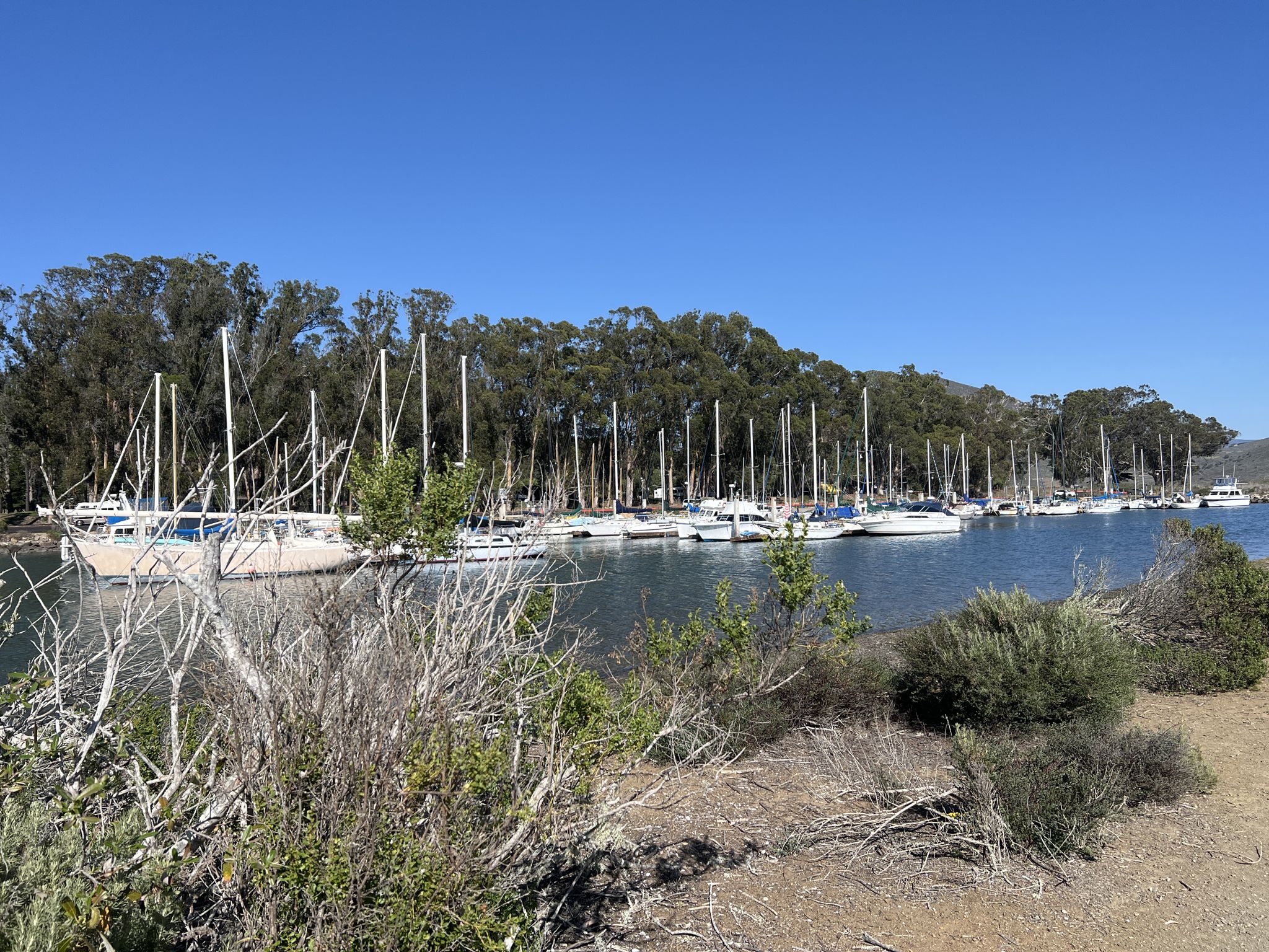 Marina with many sailboats and dense trees under a clear blue sky. - Morro Bay Harbor – Morro Bay — National Estuary loop from Morro Bay