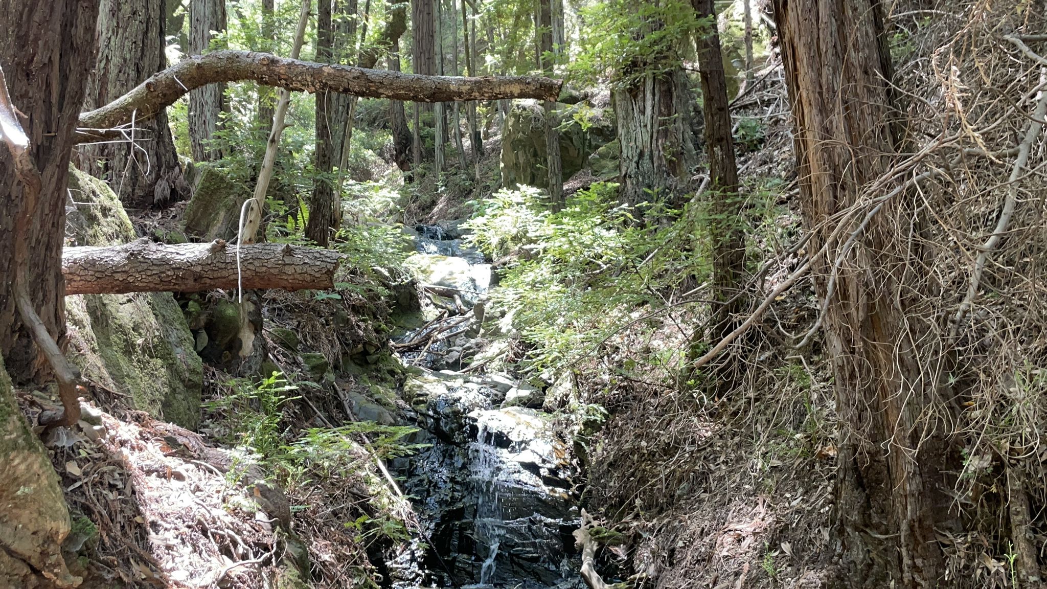 Shaded forest stream flowing over rocks, with fallen logs and green foliage. - Tucker Trail