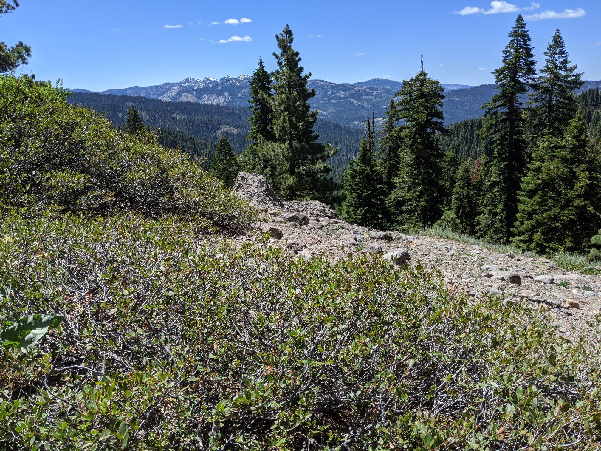 Sunny mountain view with dense green bushes, pine trees, and distant peaks. - Rowton Peak and Crow's Nest loop