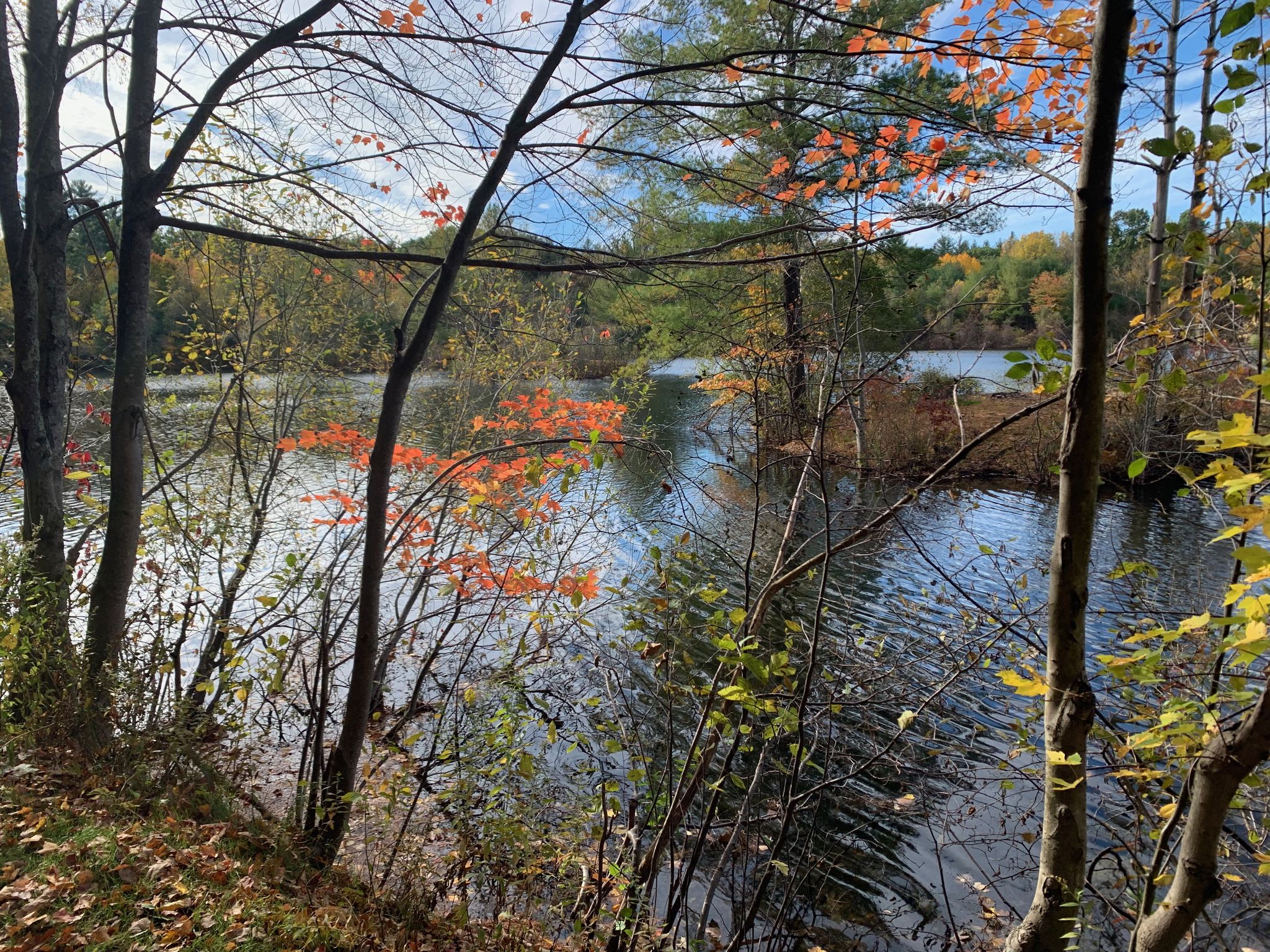 Sunny autumn view of a calm lake surrounded by colorful trees. - Emmet Conservation Land Loop