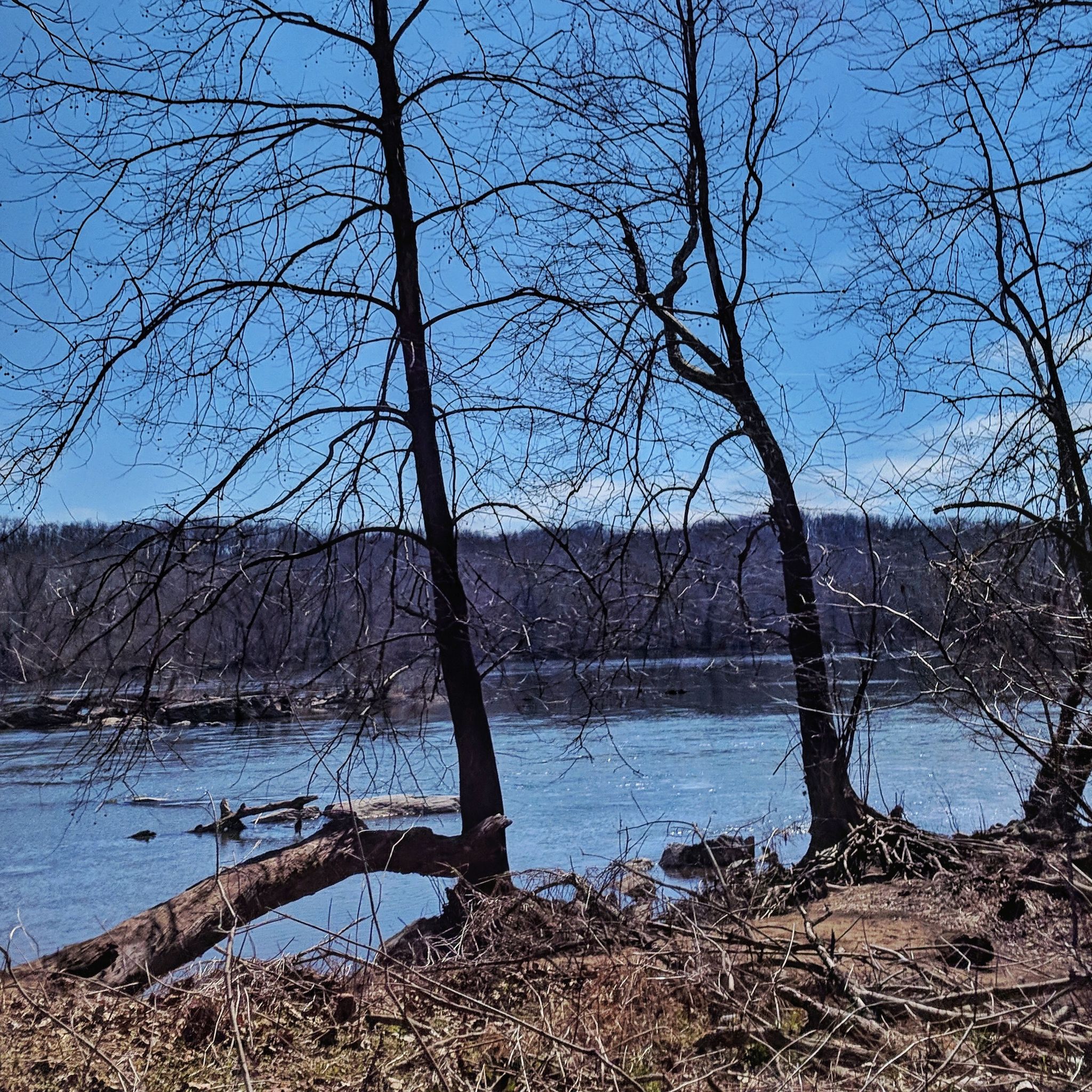Bare trees stand by a river with a fallen log, under a bright blue sky. - Potomac Heritage Trail to Watkins Island Overlook