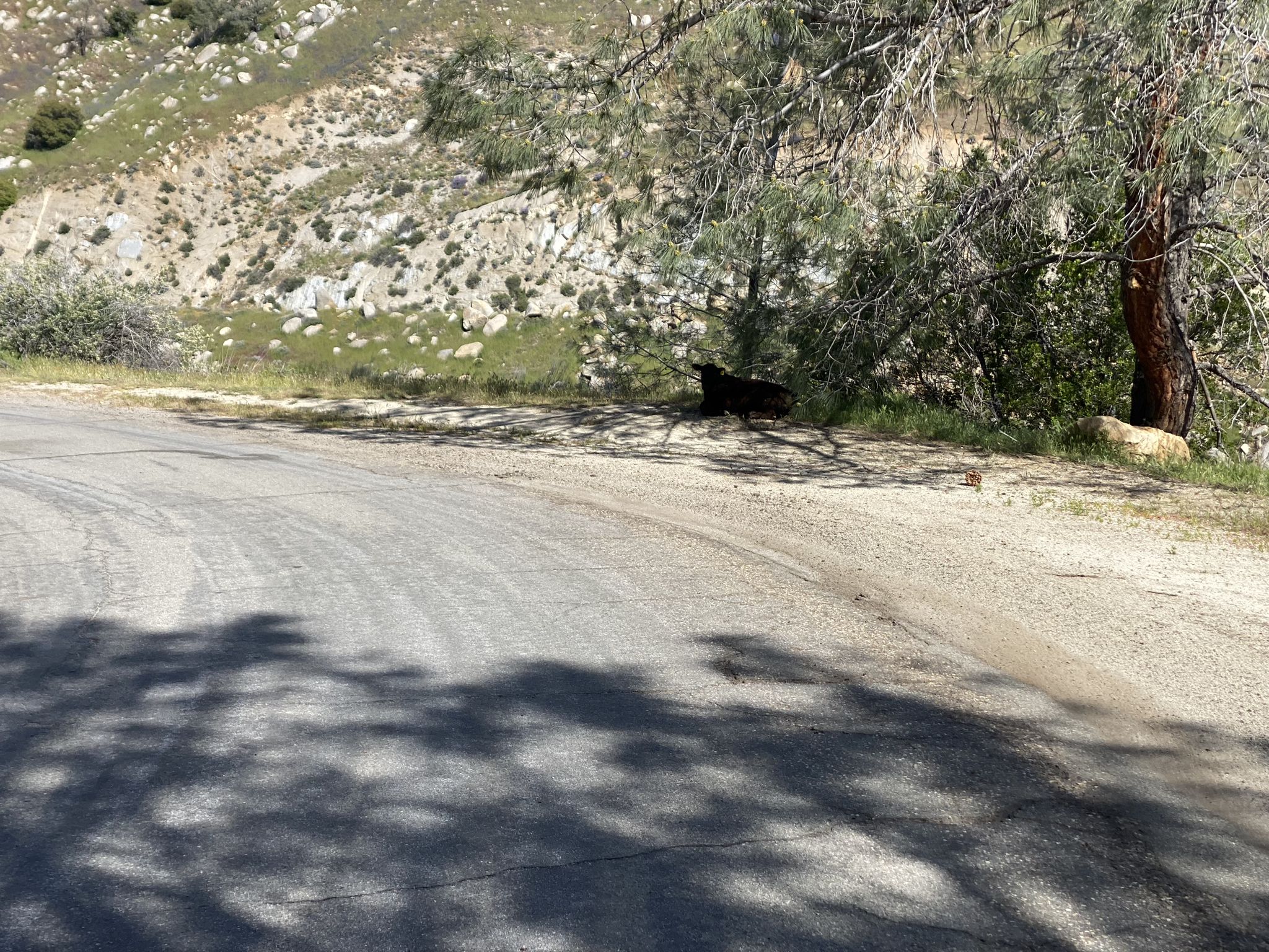 A shaded dirt road next to a rocky, brush-covered hillside in daylight. - Lake Ming to Lake Isabella
