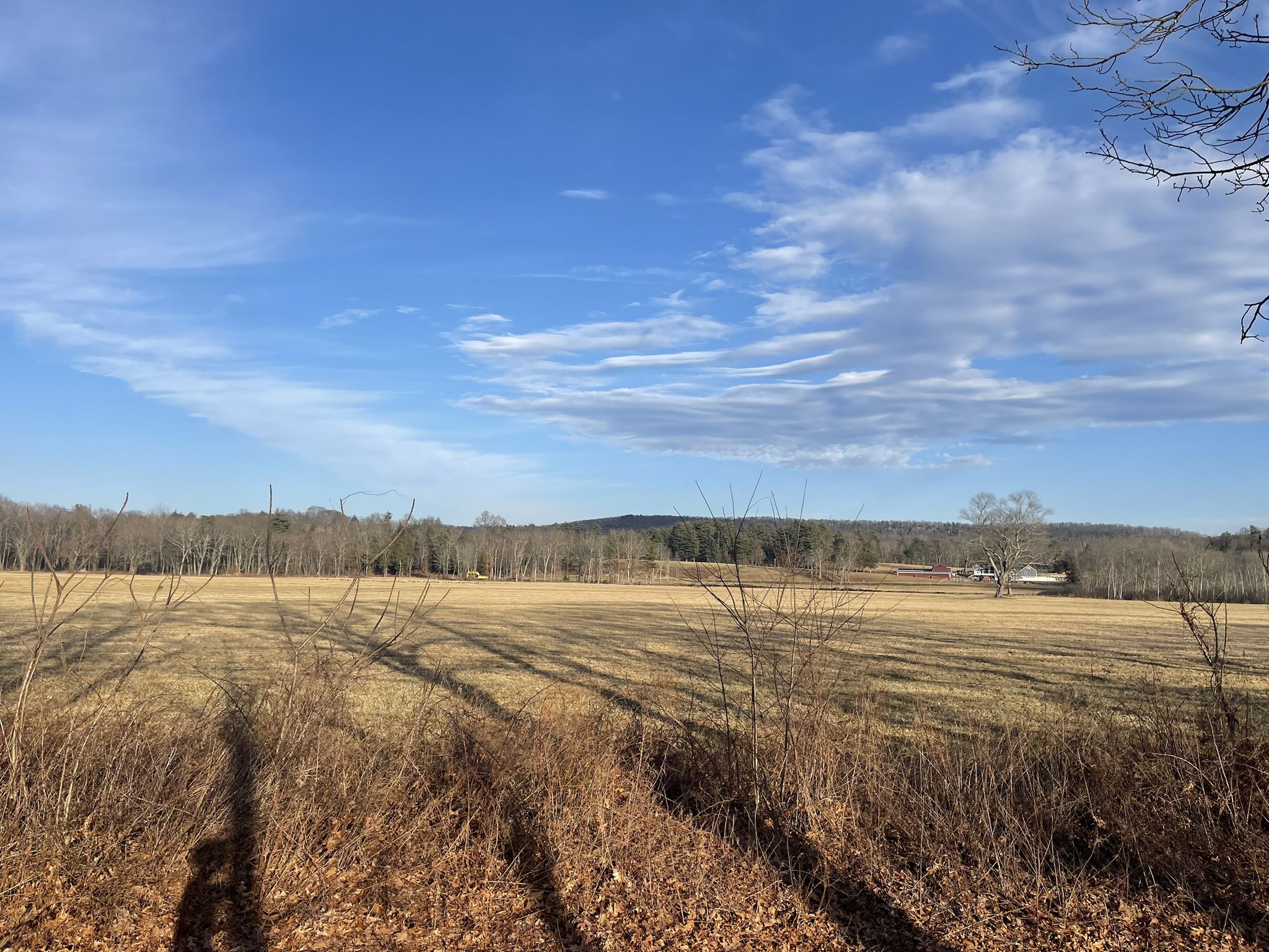 Golden field under blue sky with scattered clouds and bare trees. - Congamond Coffee – Tobacco barns loop from Weatogue