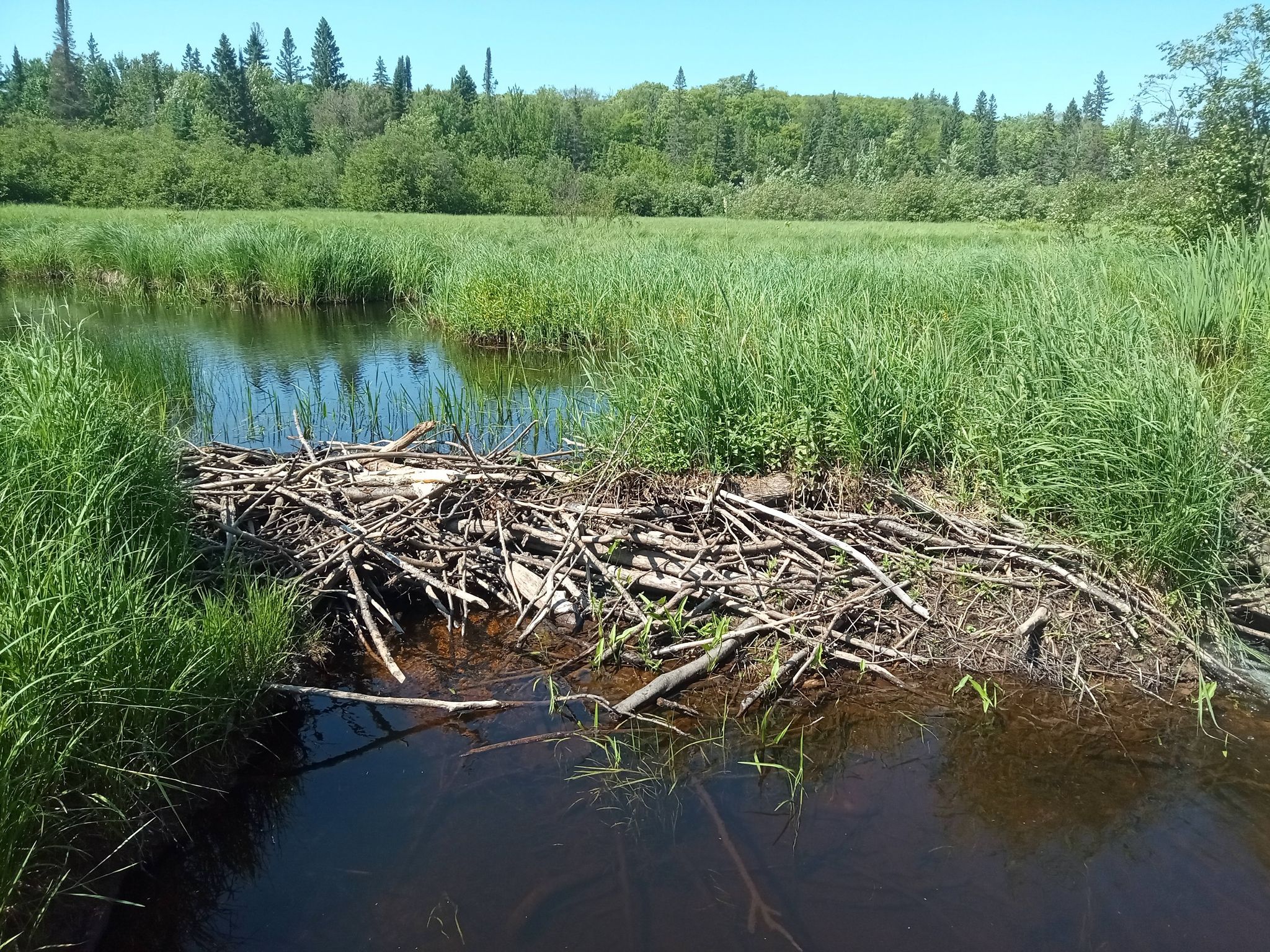 Beaver dam made of sticks in a grassy wetland under bright sun. - Summit Peak and Mirror Lake Loop