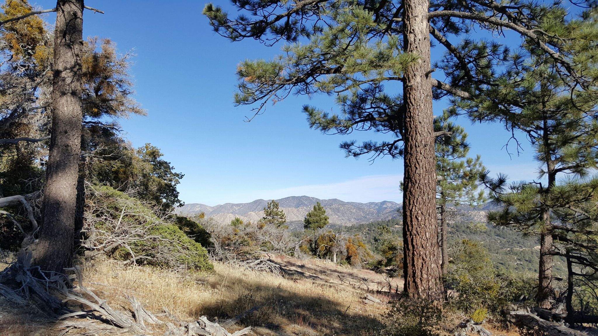 Tall pine trees frame a view of distant mountains under a bright blue sky. - Mount Hillyer – Chilao Campground loop from Stony Ridge Observatory