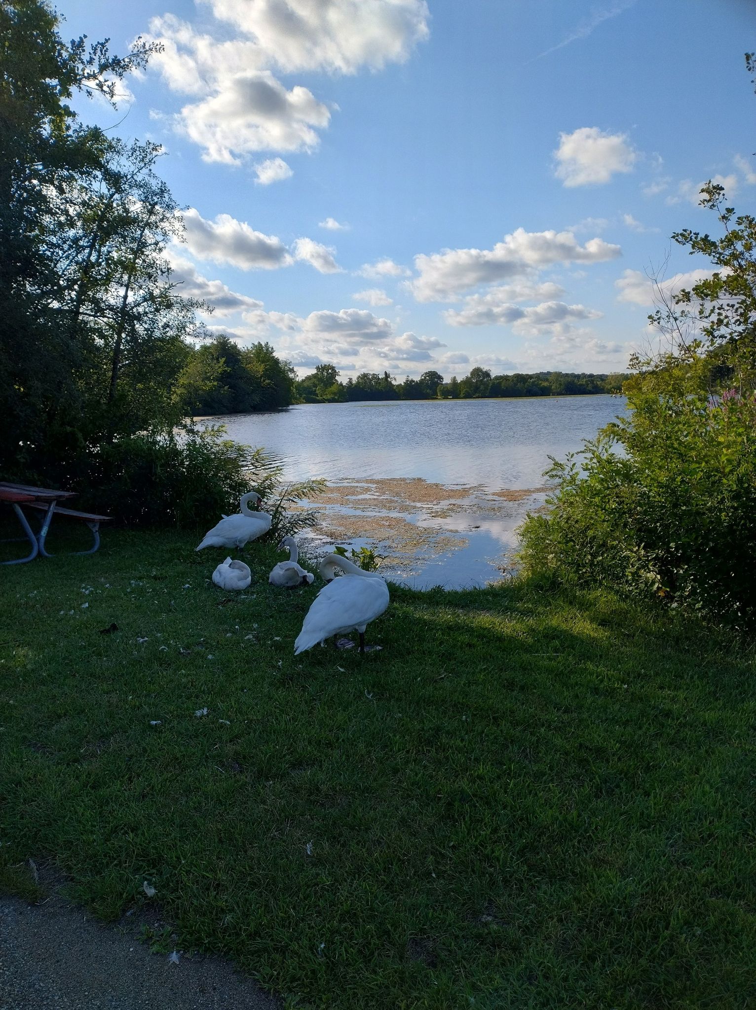 Several white swans resting on green grass beside a calm lake on a sunny day. - Parker Mill County Park – Argo Dam Railway Bridge loop from Arbor Hills Nature Area