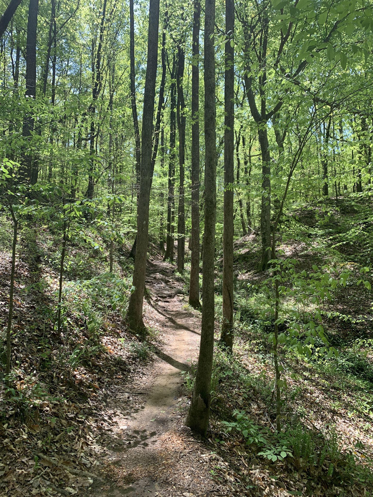 Narrow dirt path winding through a dense, sunlit green forest. - Oak Mountain Red Trail