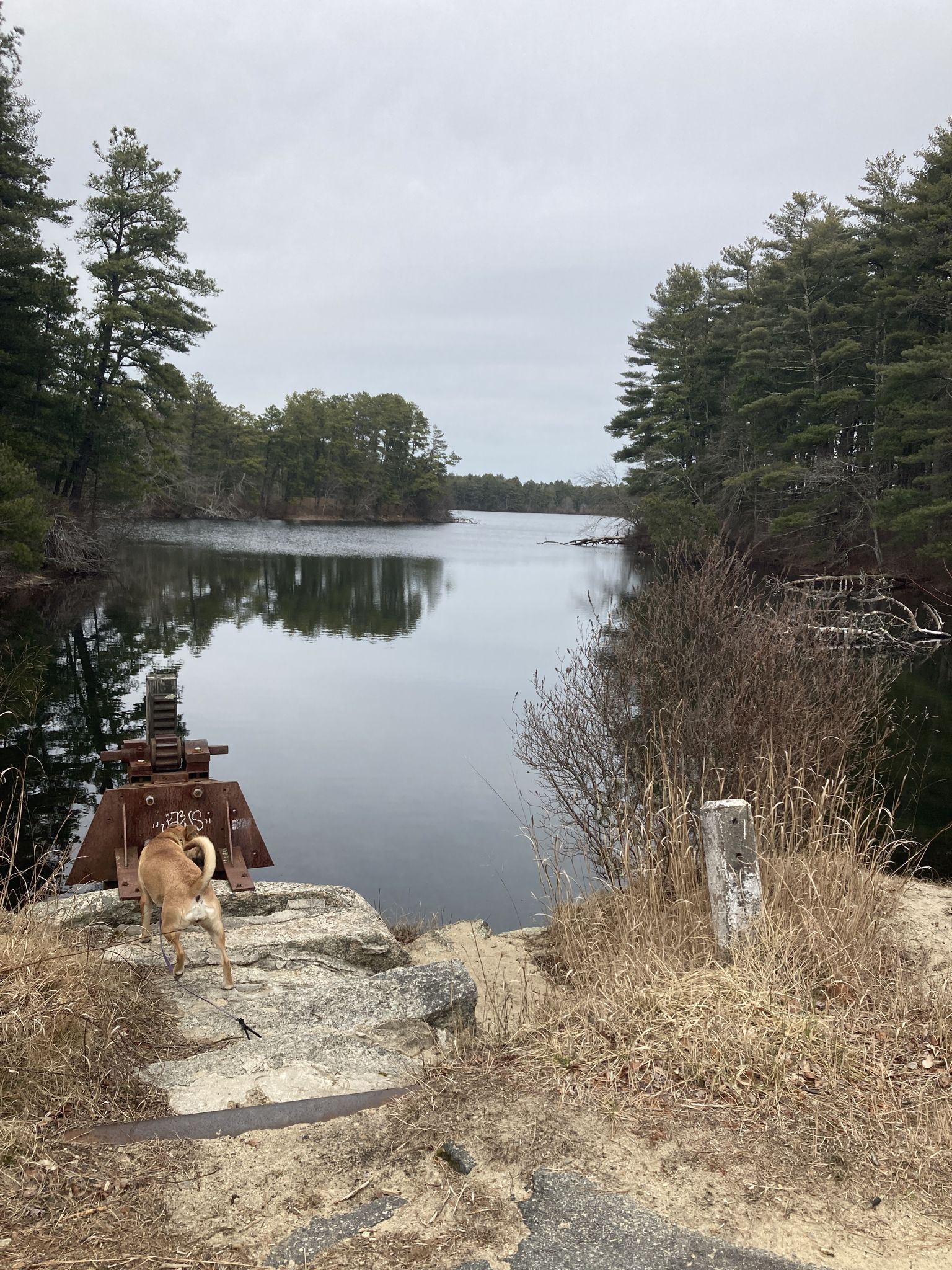 A dog stands on a rocky bank overlooking a calm lake with pine trees. - College Pond – Three Cornered Pond loop from East Head Pond
