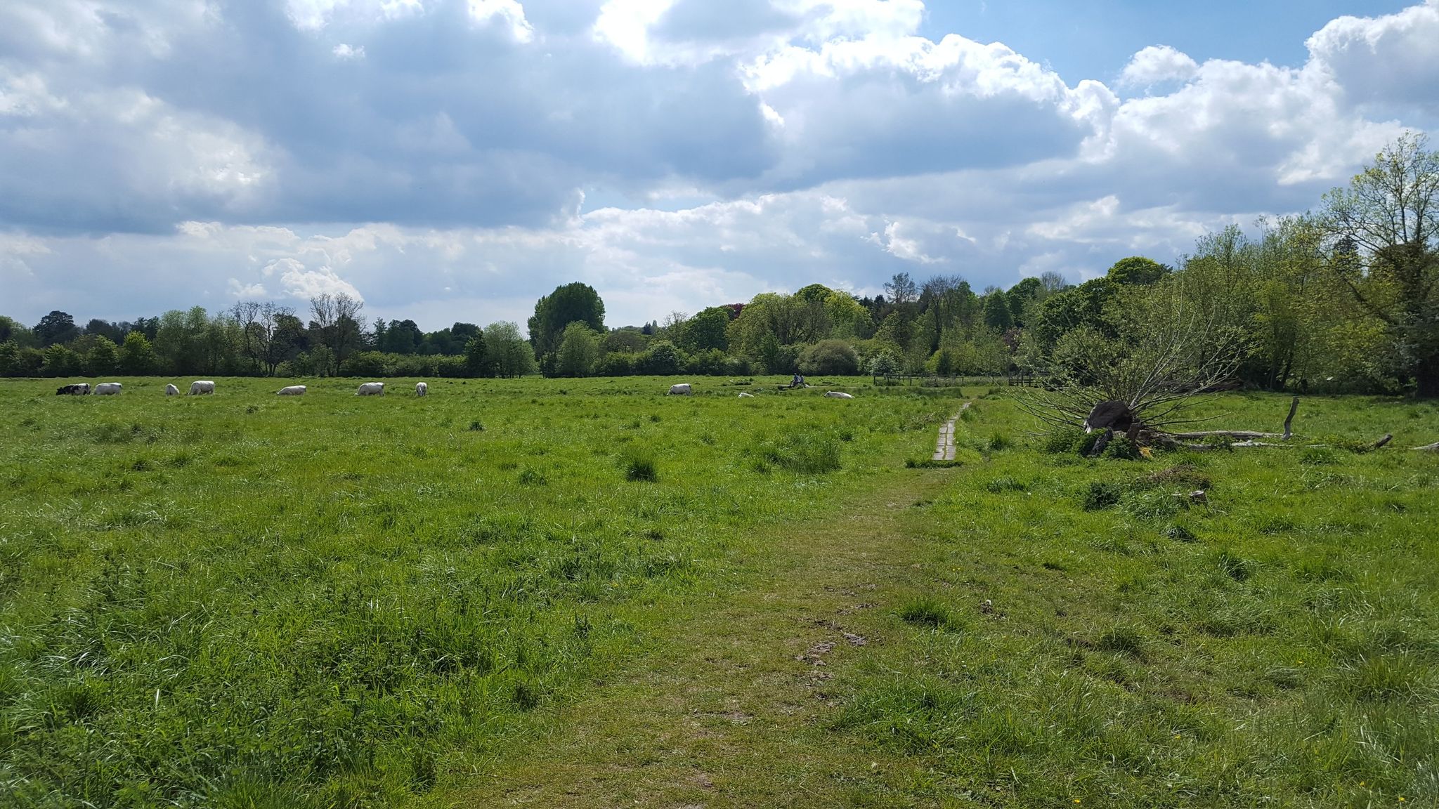 Water meadows
